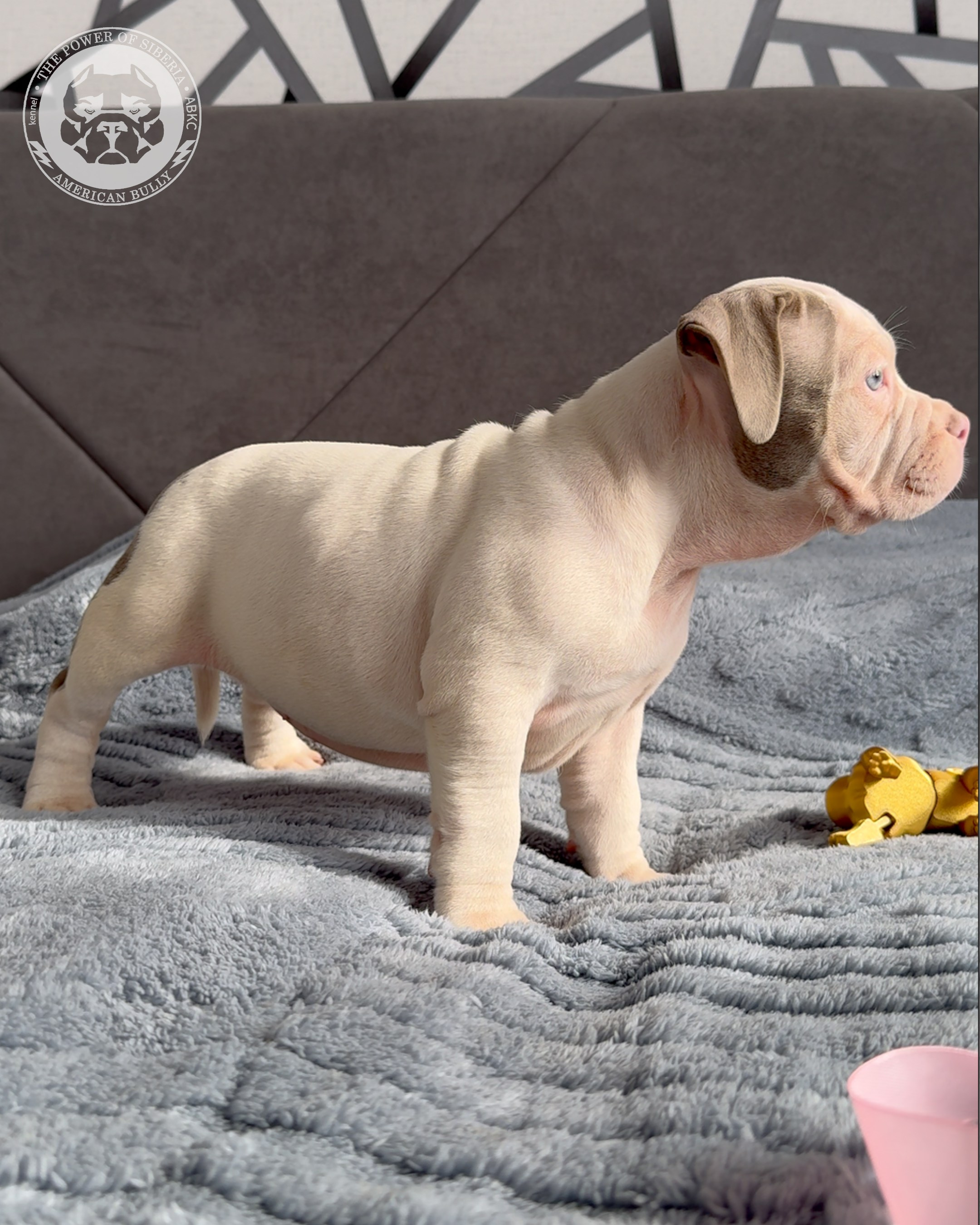 Свободные щенки Американский Булли, в типах покет, классик, стандарт. Американский Булли в г. Ростов-на-Дону. Питомник THE POWER OF SIBERIA