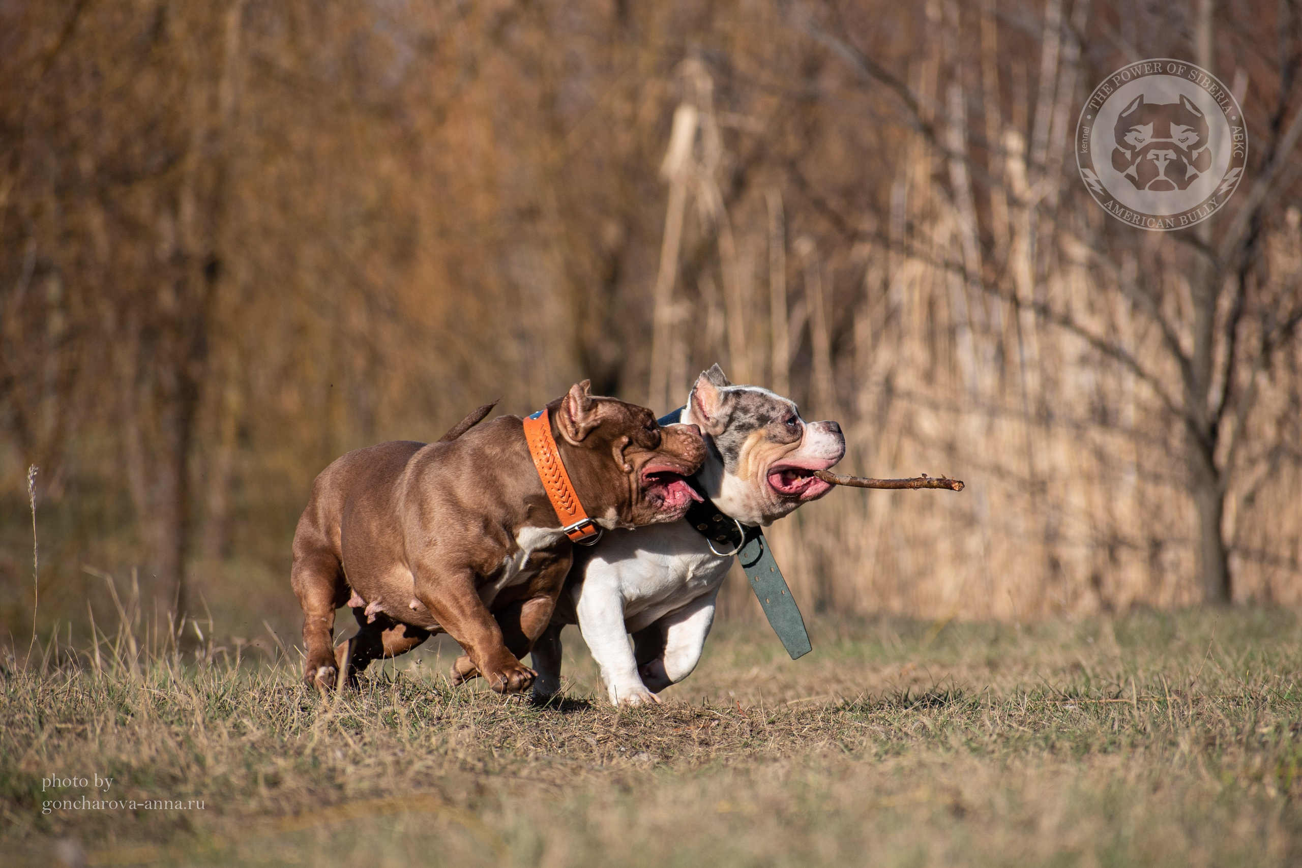 продажа щенков American Bully в Белоруссии