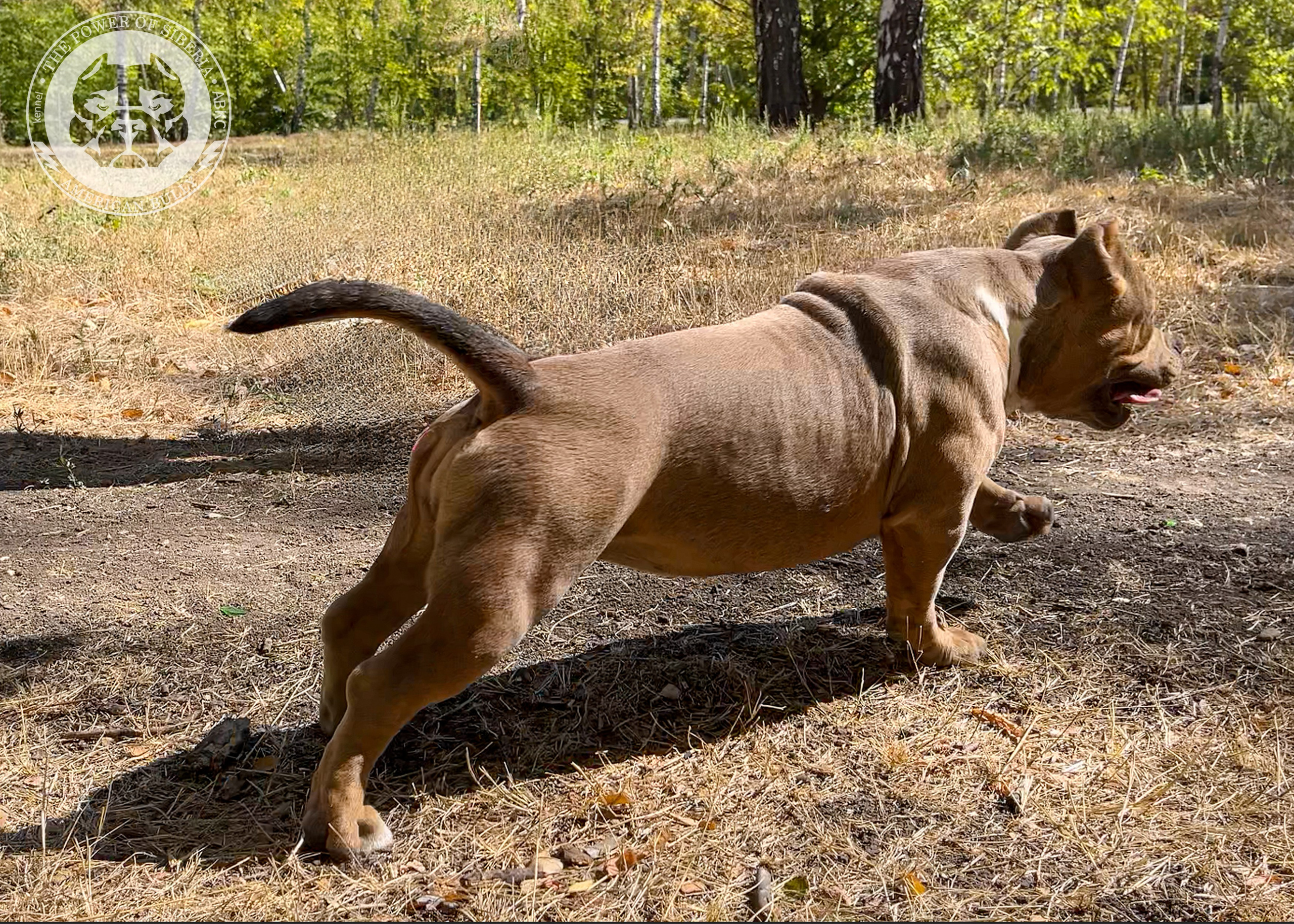Помет Каспер и Тагира. 21.04.25. Американский Булли в г. Ростов-на-Дону. Питомник THE POWER OF SIBERIA