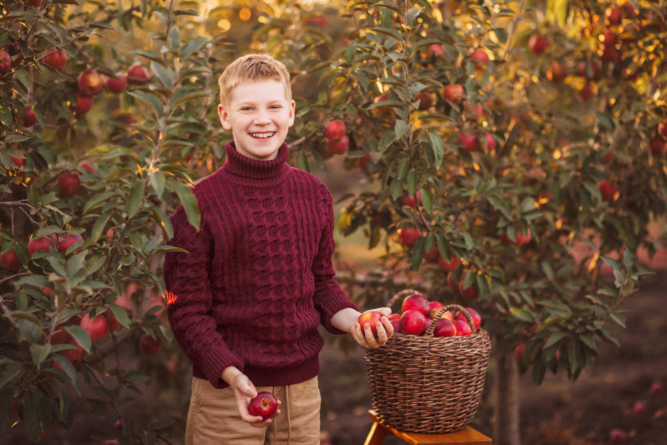 Сбор урожая Яблок. Семейный и детский фотограф в Краснодаре Анна Трашкова