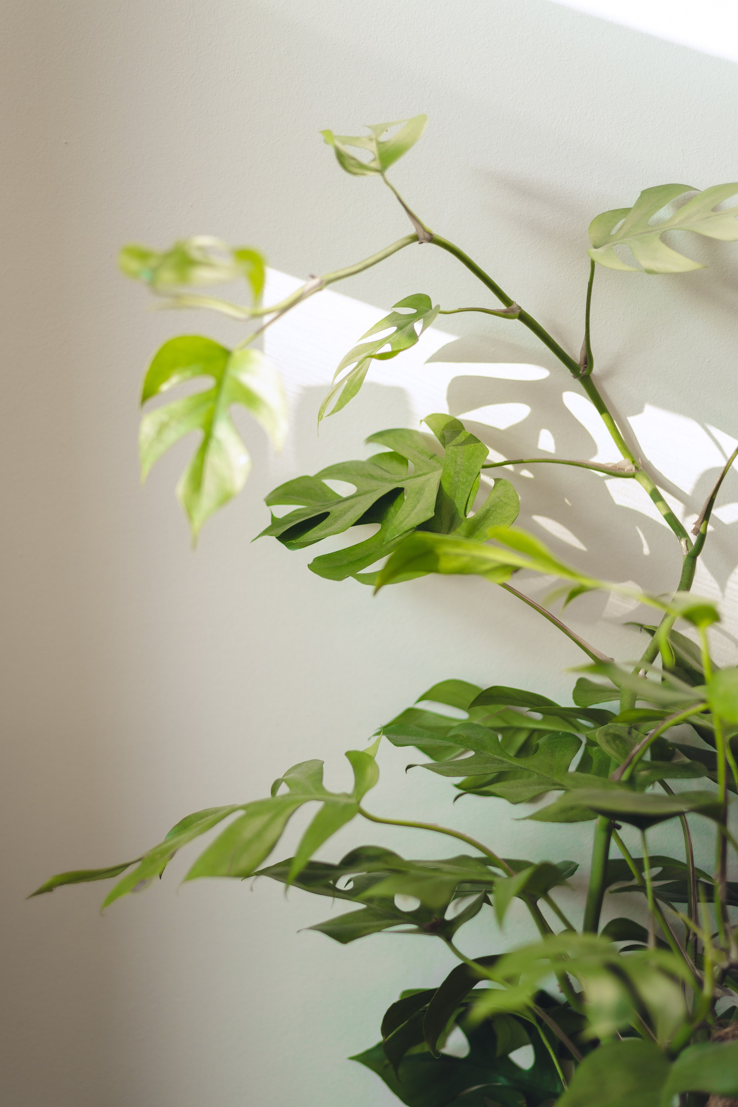 Предметная съемка для бизнеса. Фотограф в Санкт-Петербурге Осокина Елизавета