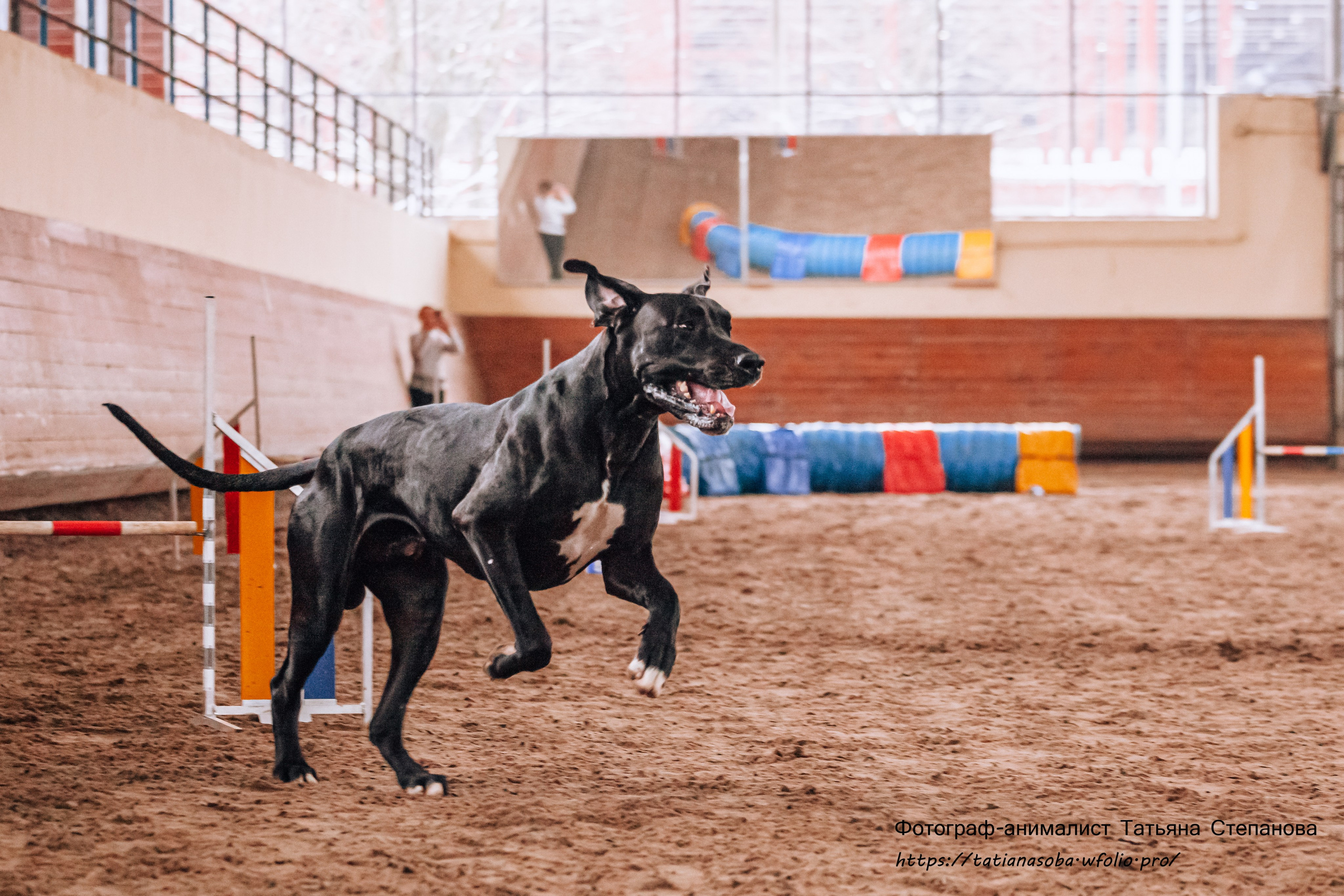 Соревнования по Аджилити 25.02.2024. Фотограф-анималист Татьяна Степанова