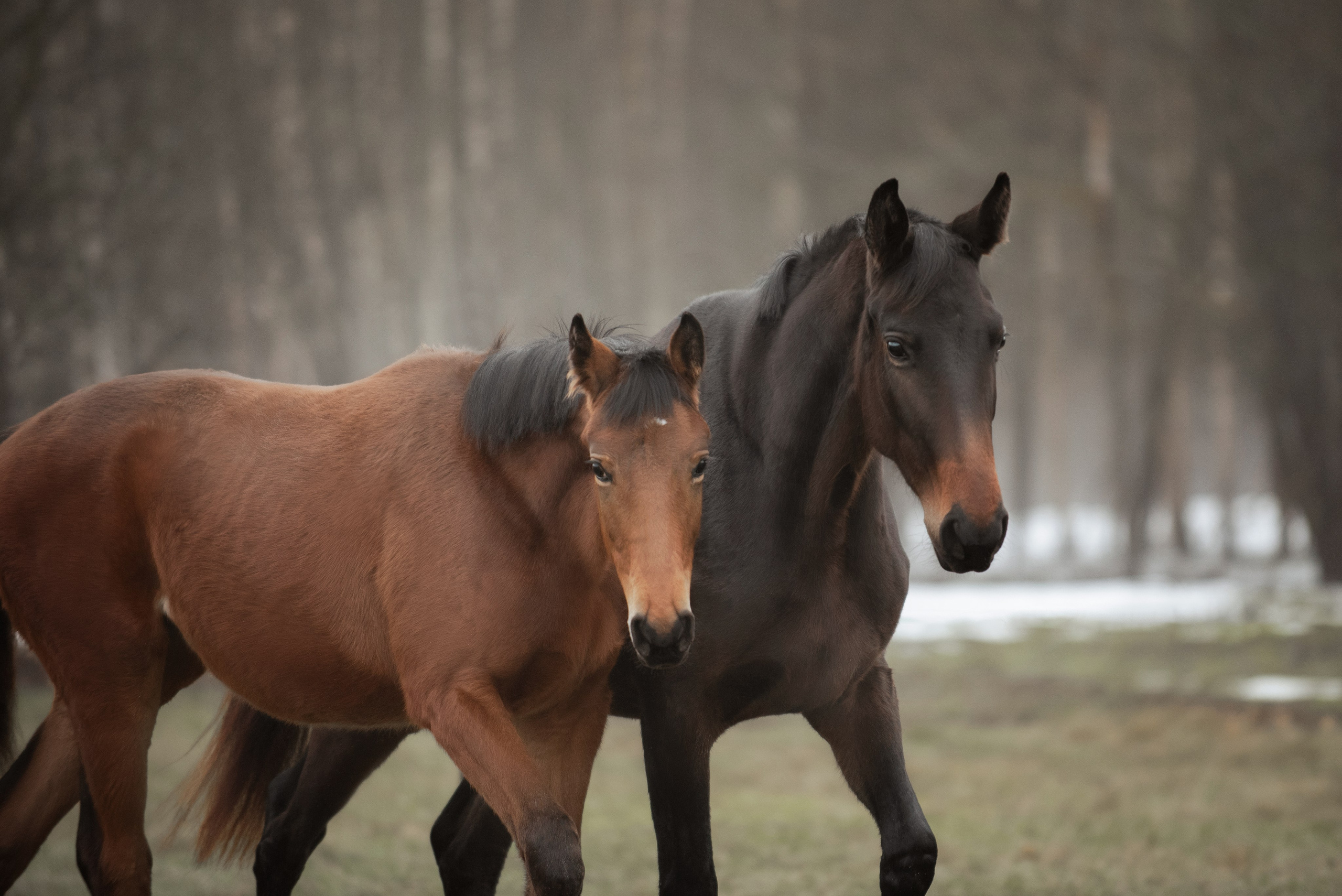 Мелкаши ЮНА. Куракина Дарья • Конный фотограф