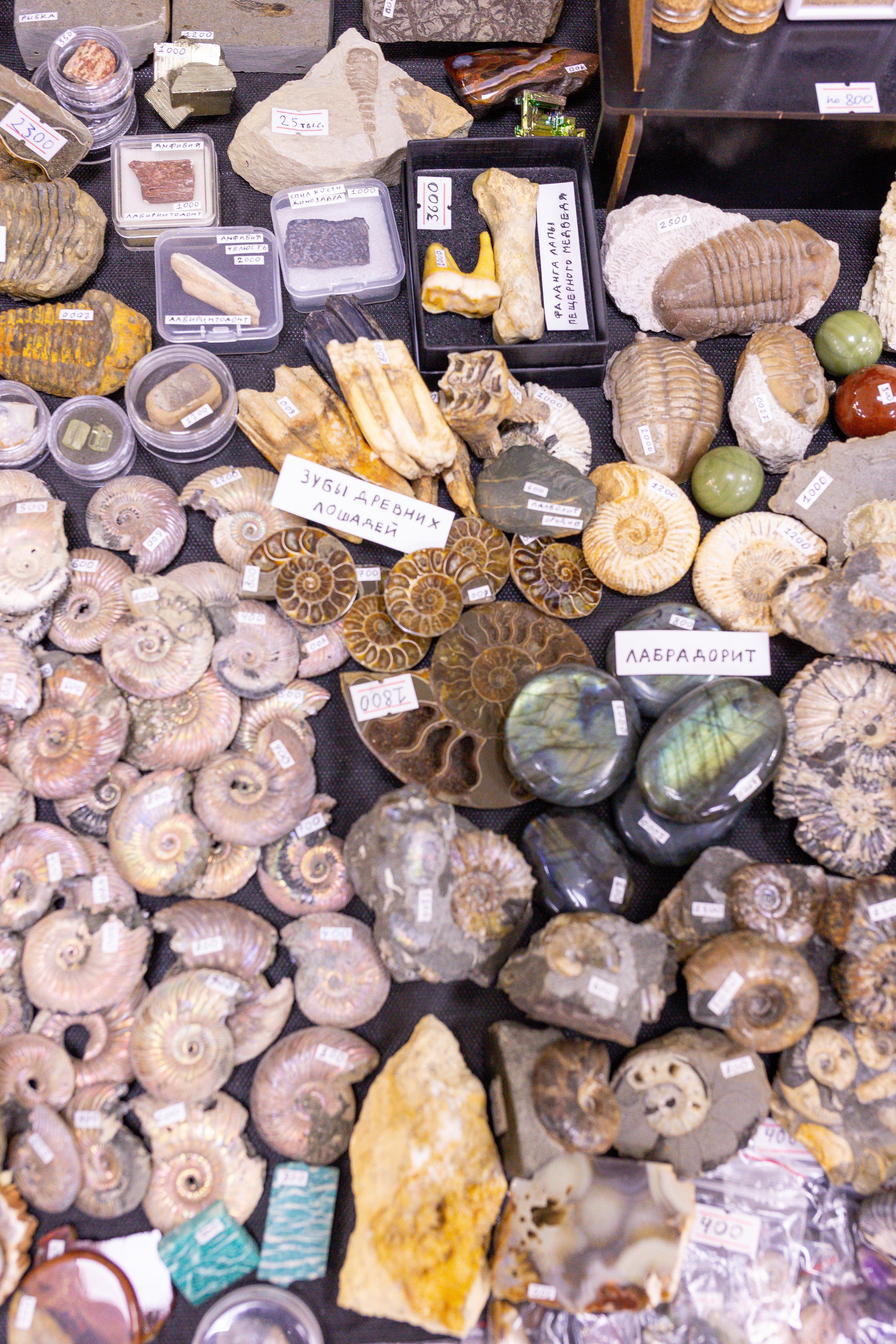 Монстериум 11–12 октября. Александра Куликова фотограф, Москва