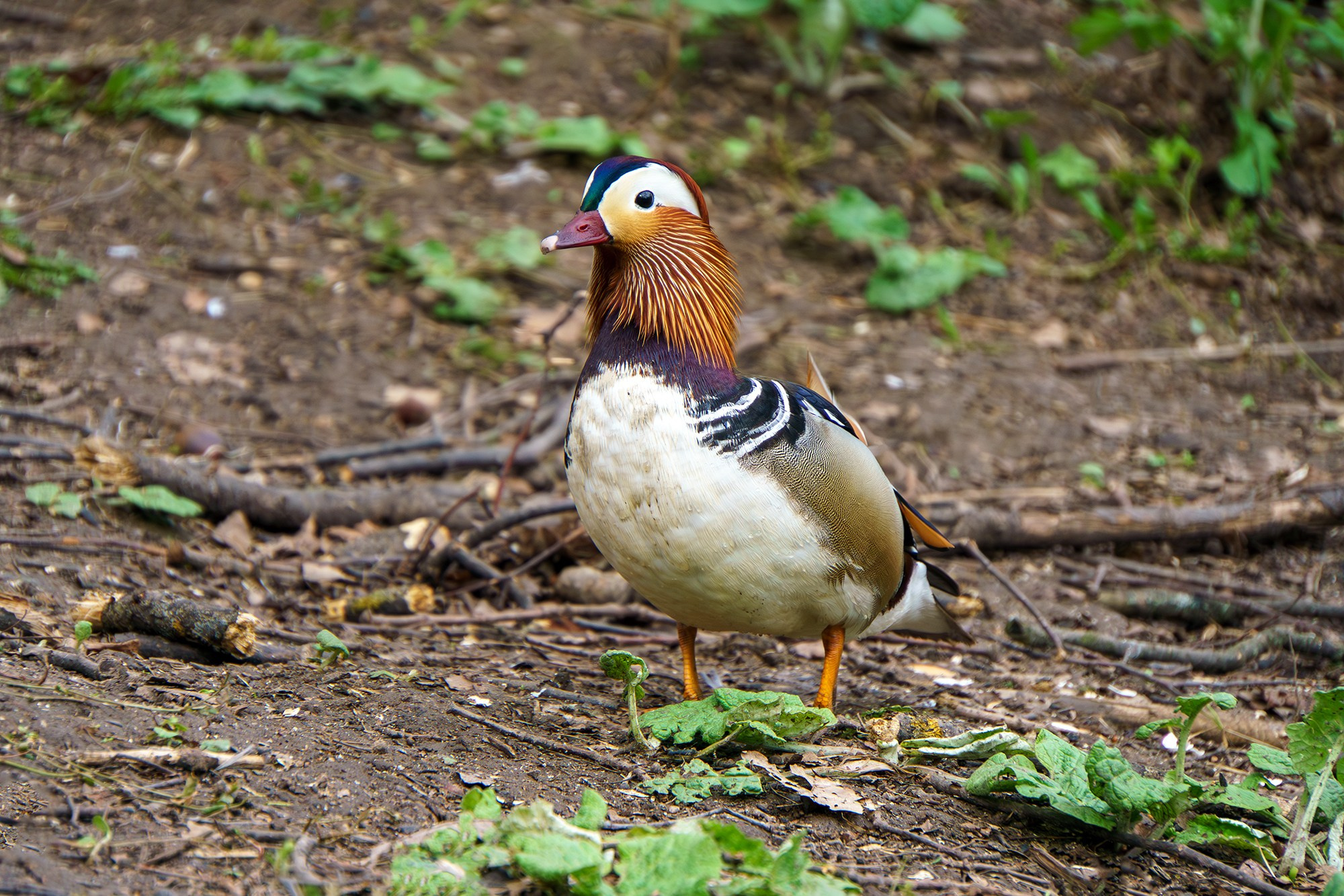 Удивительные мир птиц. Вокруг нас столько прекрасного — присмотритесь!. Ваш личный фотограф Марина Волкова