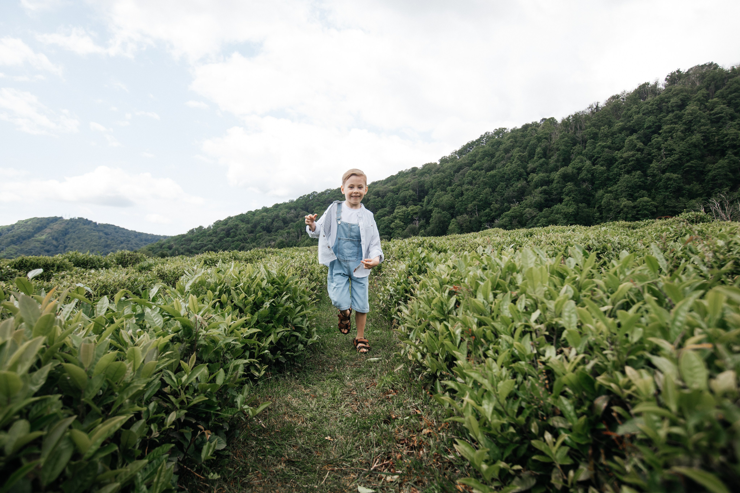 Tea plantation. Efimova Model Agency