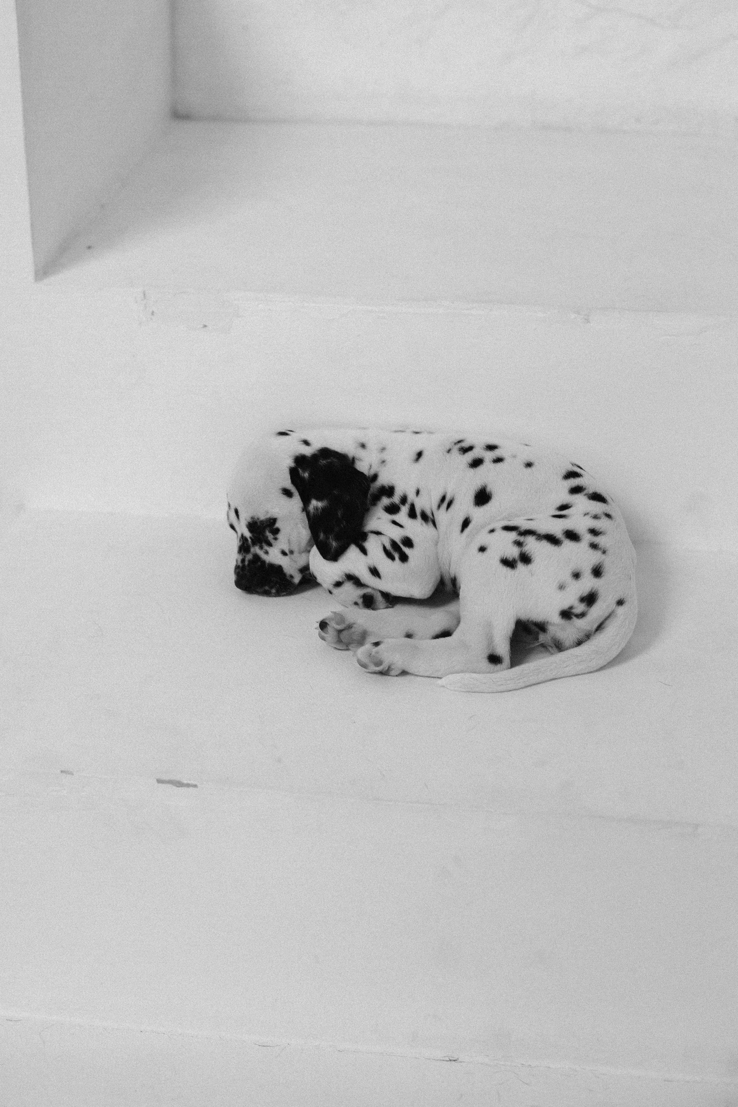 Md:@m_korsunenko Hair: @aleksandrova.hair Org: @creative_photoday Loc: Ark studio | фотостудия СПБ Dogs: vk.com/club2372836