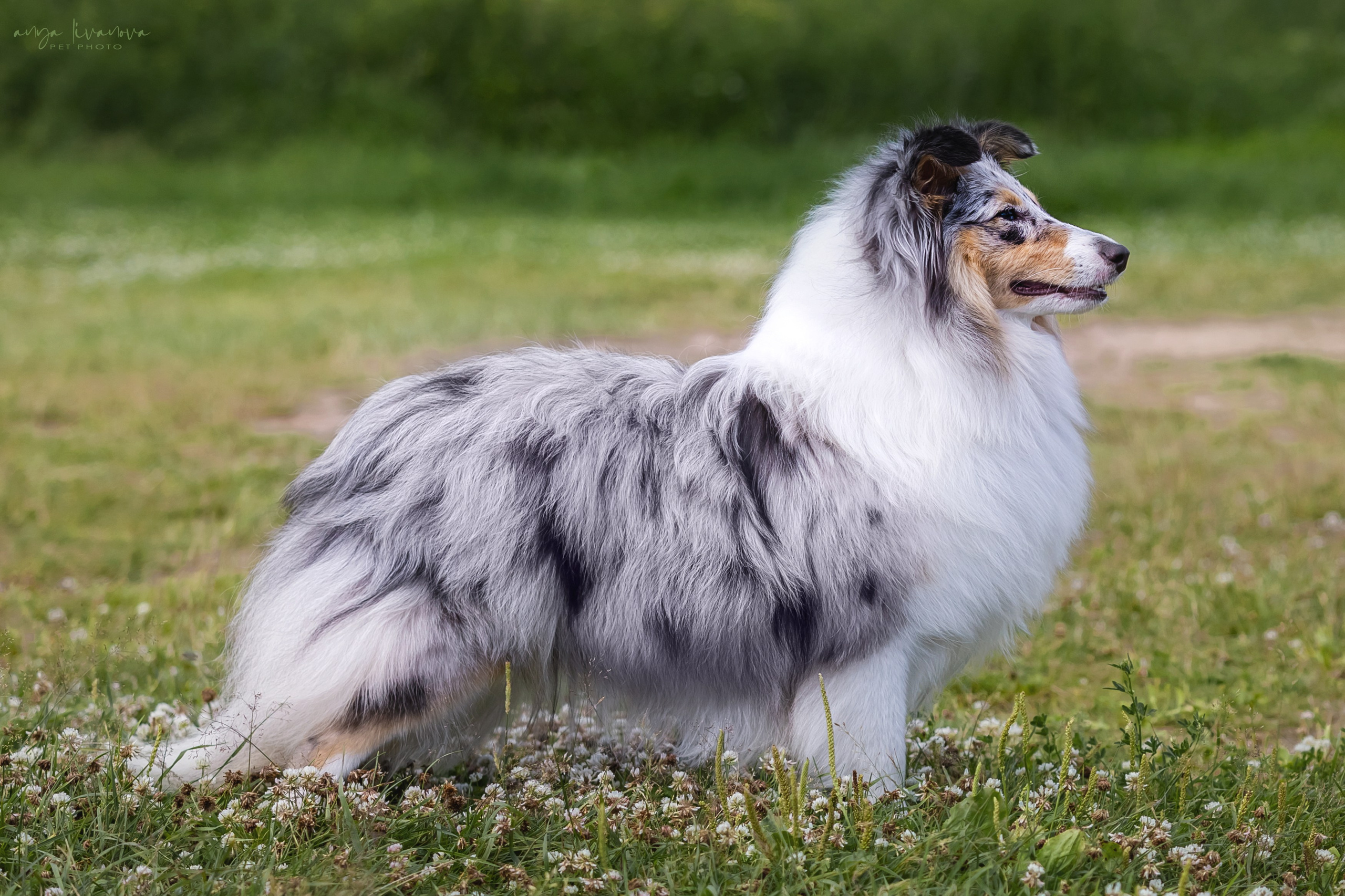 Шелти Мальвина и Марго. Фотограф анималист Аня Ливанова | Рыбинск