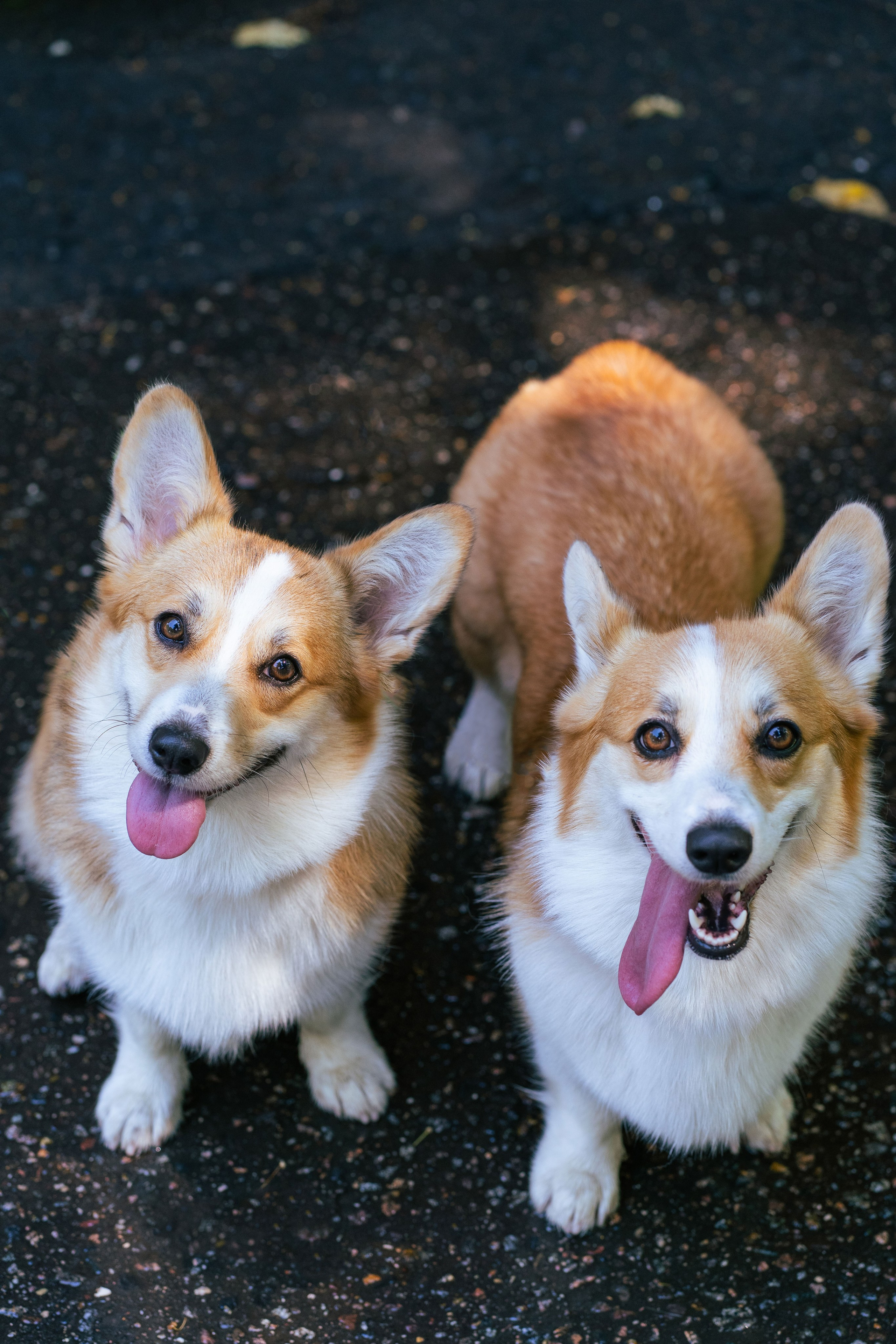 Ольга и коржики. Свадебный фотограф в Москве Анна Полушина