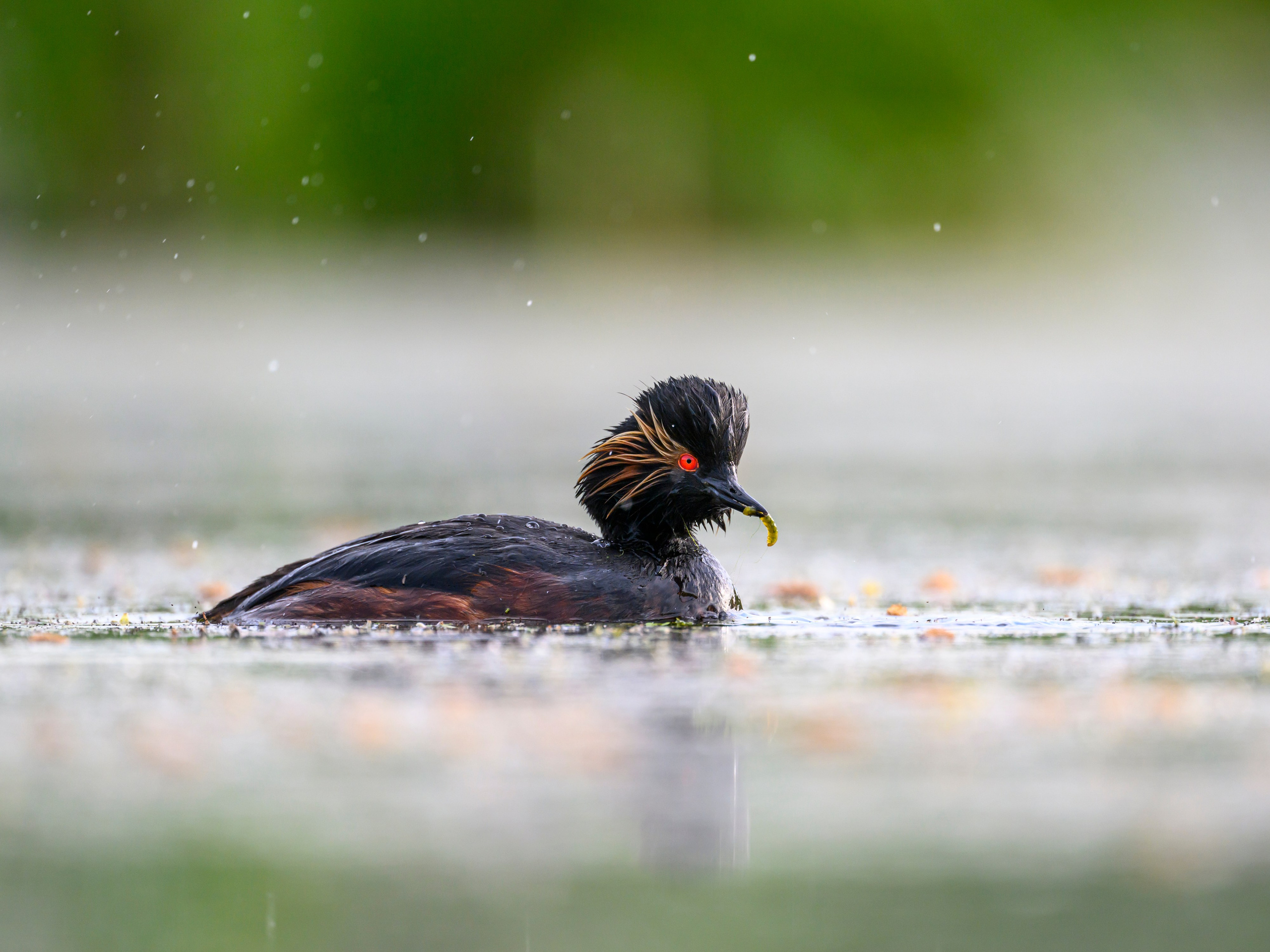 На болоте. Wildlife photography by Sergey Puponin