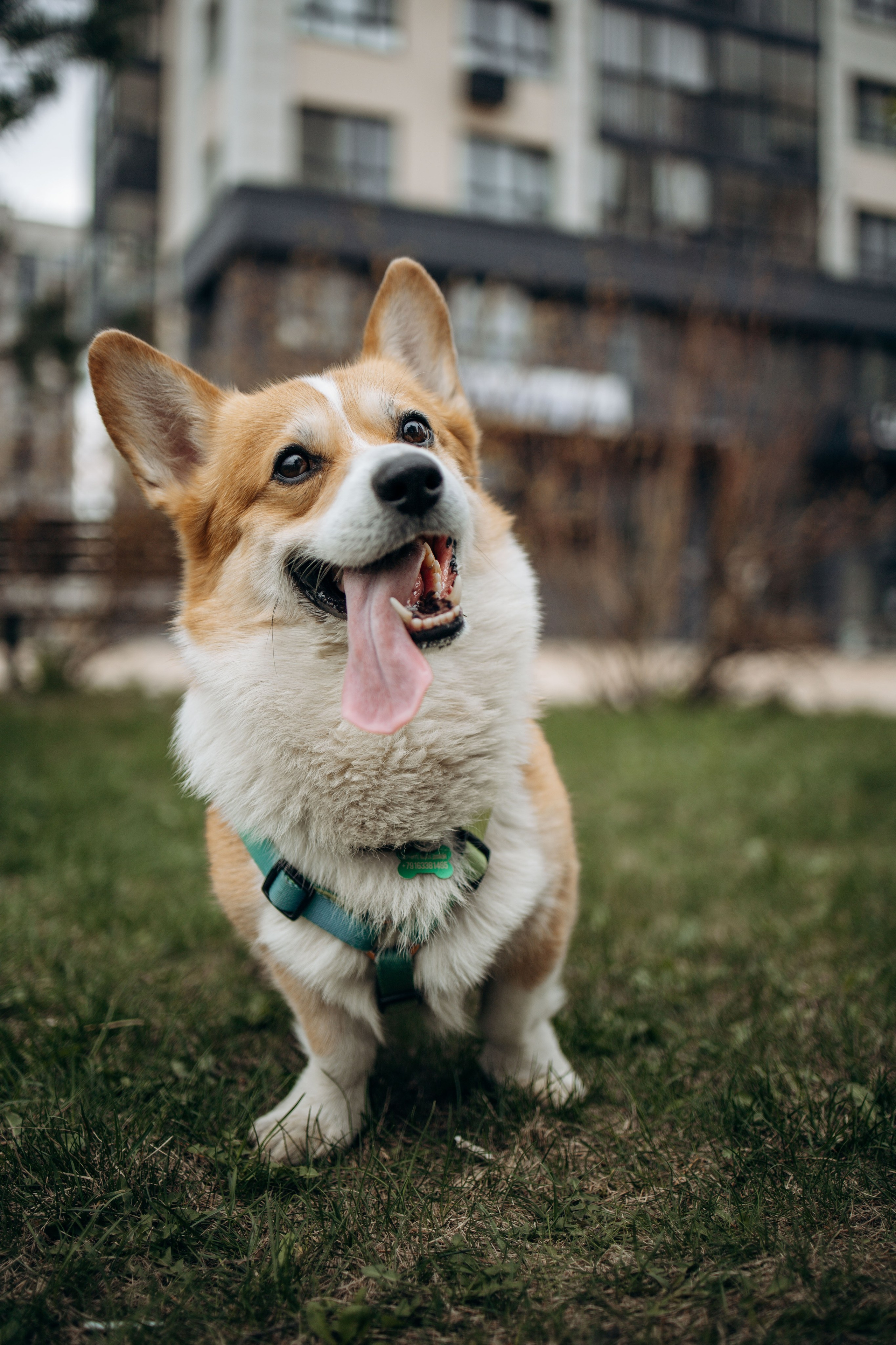 Екатерина и Альфи