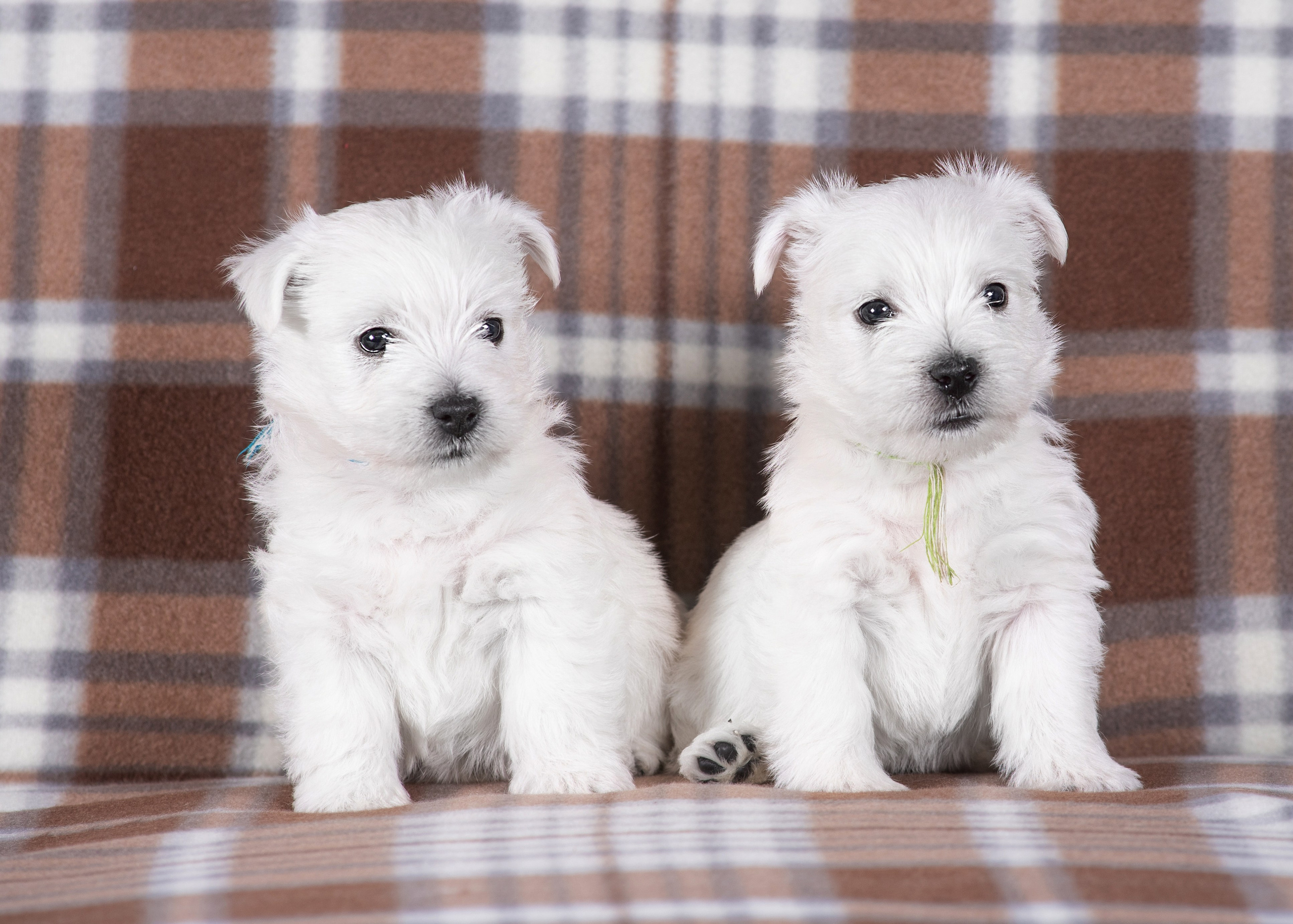 Щенки вест хайленд. Дог-фотограф в Тюмени Александра Королева