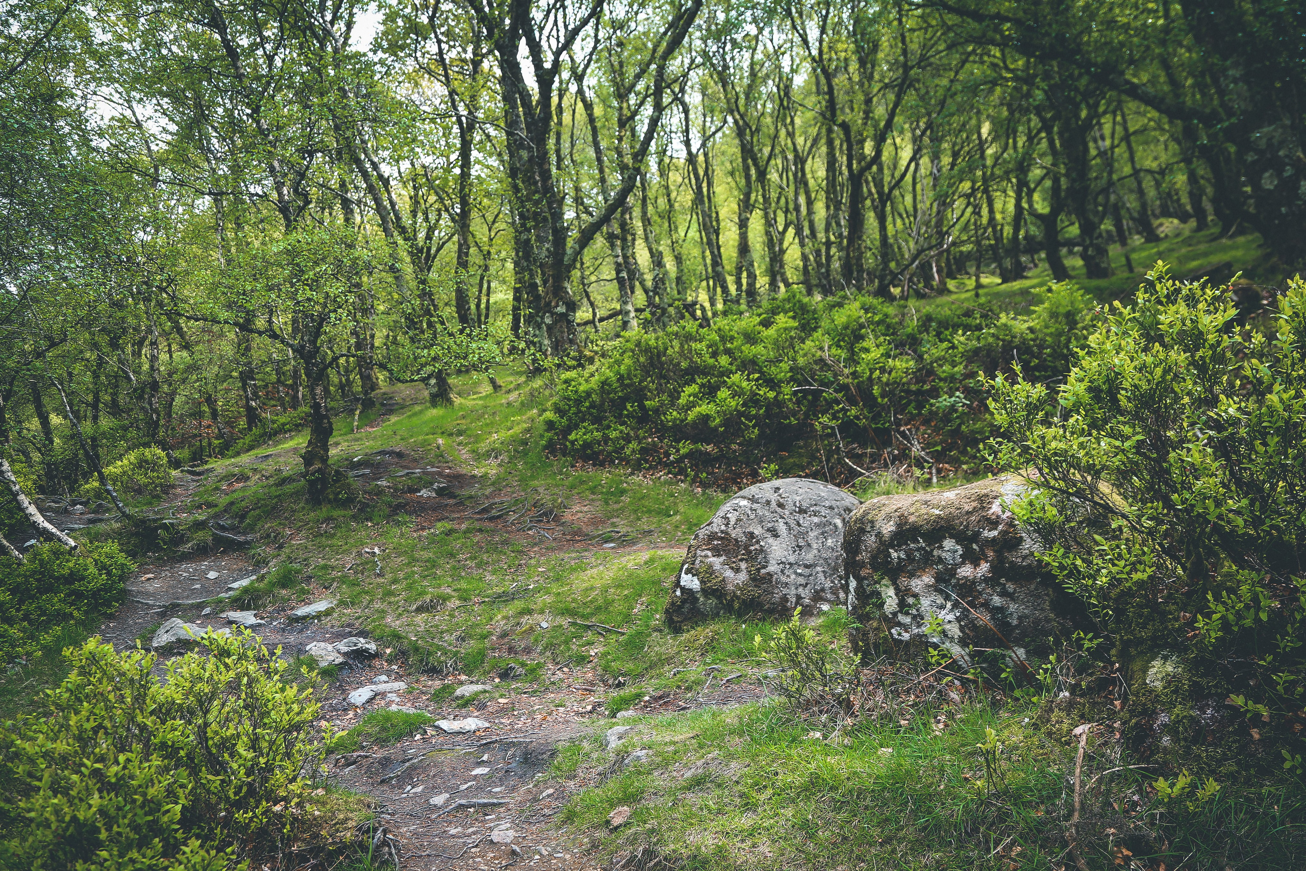 Ирландия: Горы Уиклоу. Дарья Письменюк / Darya Leitstern — фотограф, музыкант, журналист, путешественник
