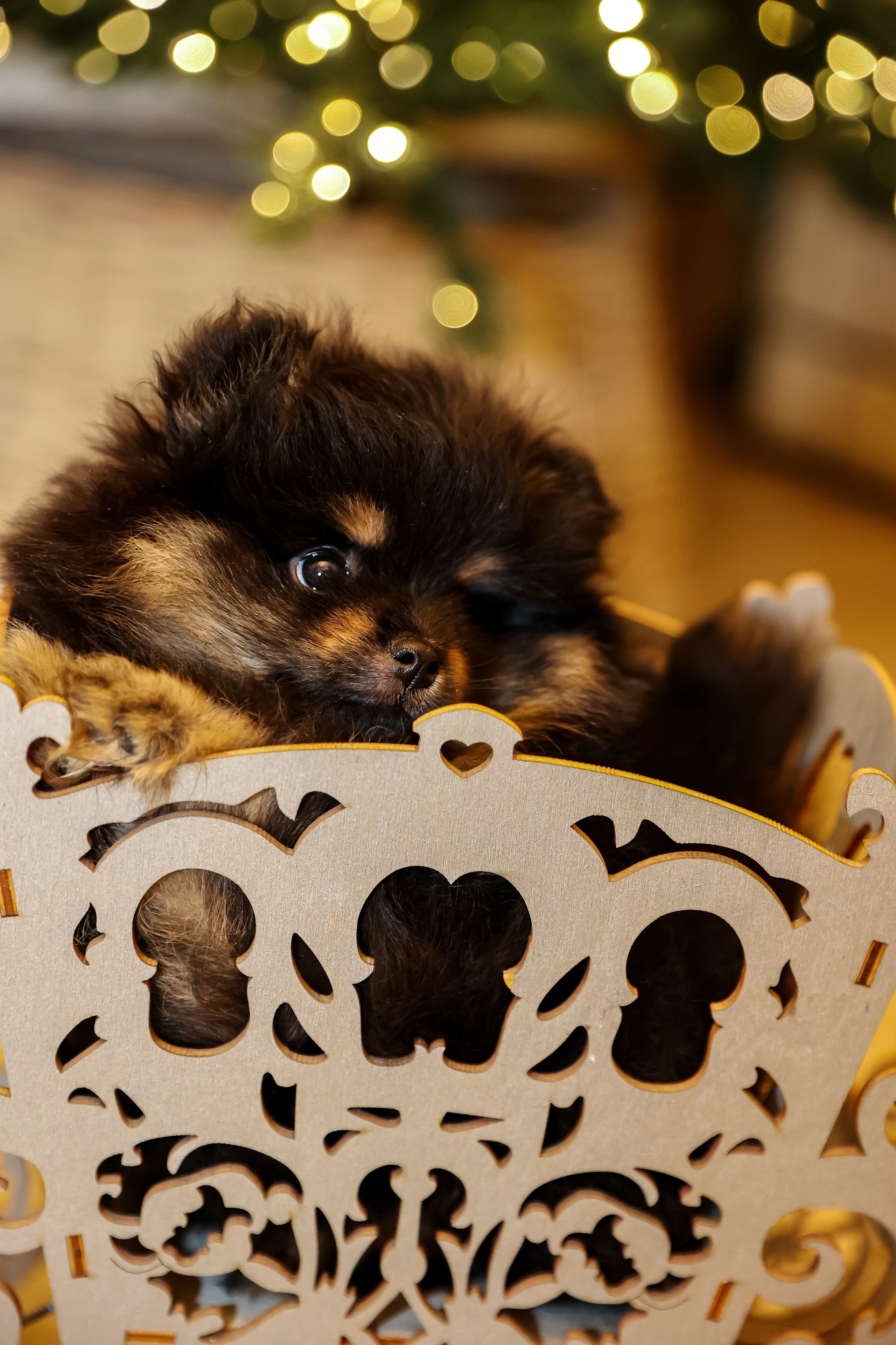 Съемка щенков шпица. Фотограф — Татьяна Кириллова, г. Санкт-Петербург