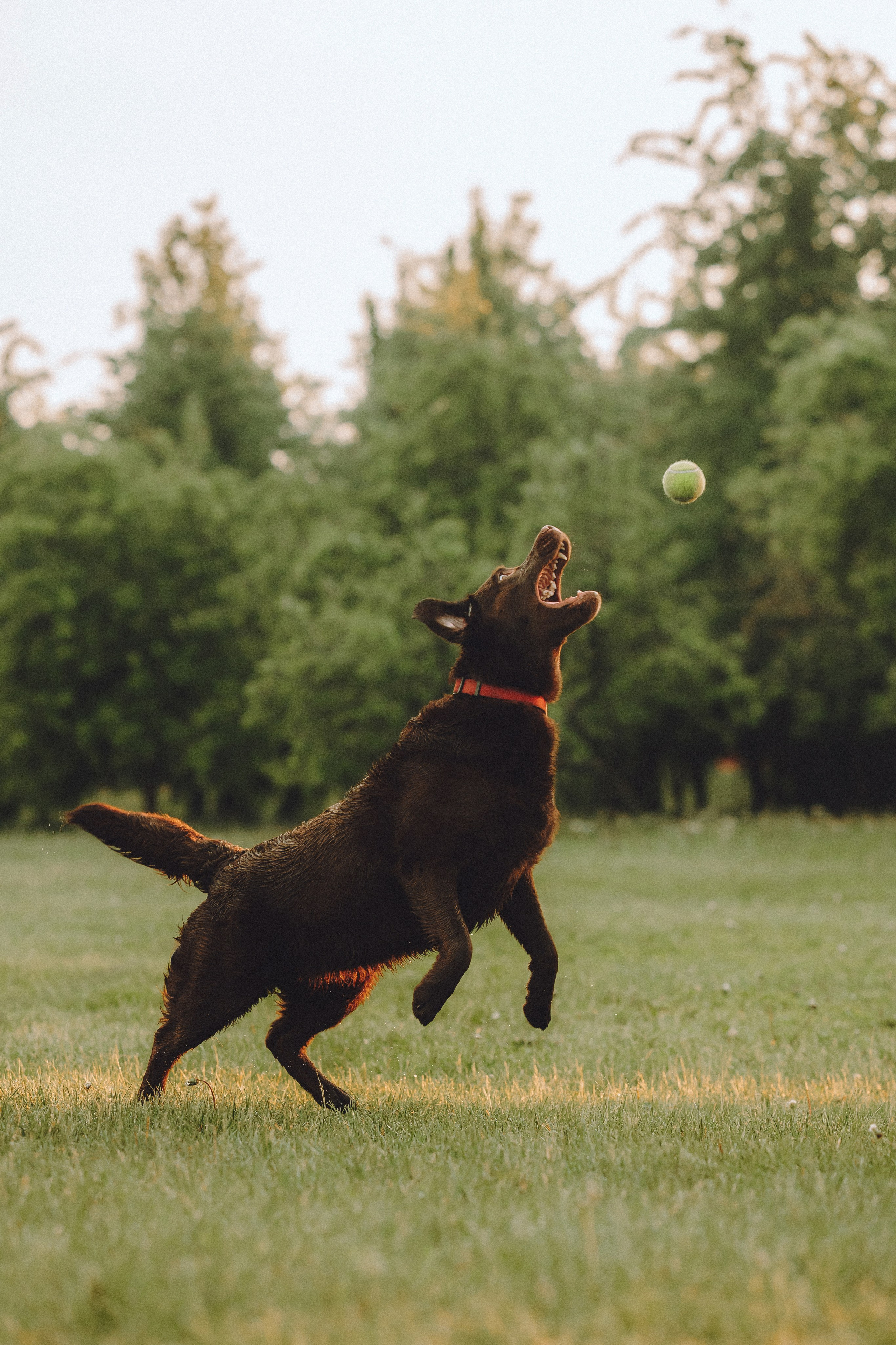Катя, Ваня и Джеси