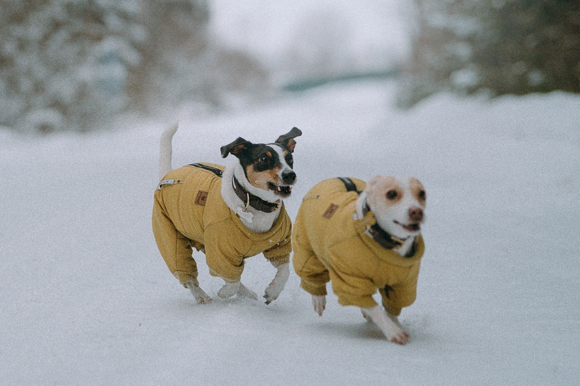 Алина, Ваниль и Элис. Фотограф анималист в Москве и Санкт-Петербурге Свиридова Анна