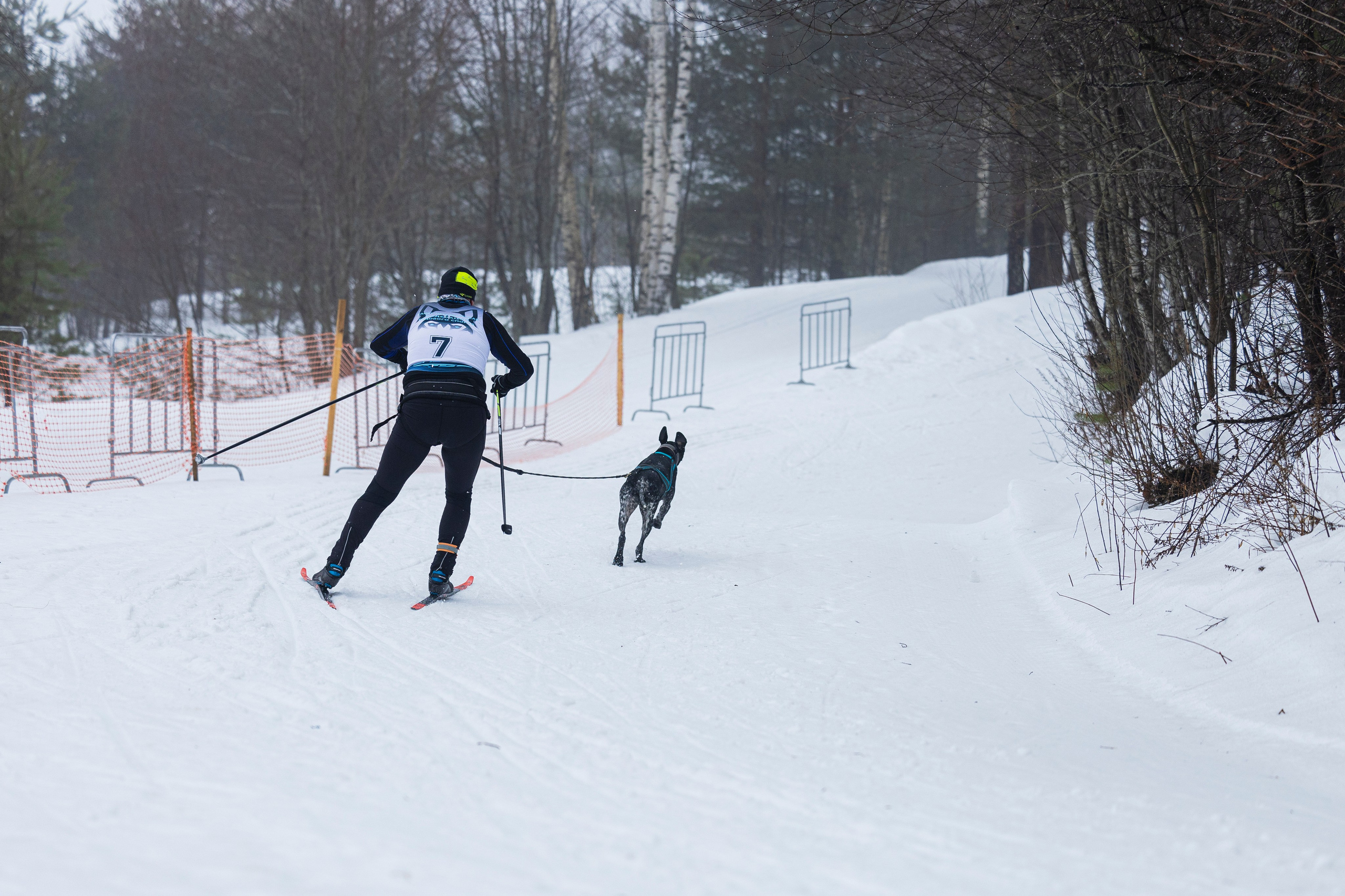 Зимний Чемпионат Санкт-Петербурга по ездовому спорту. Фотограф-анималист Анна Маринич