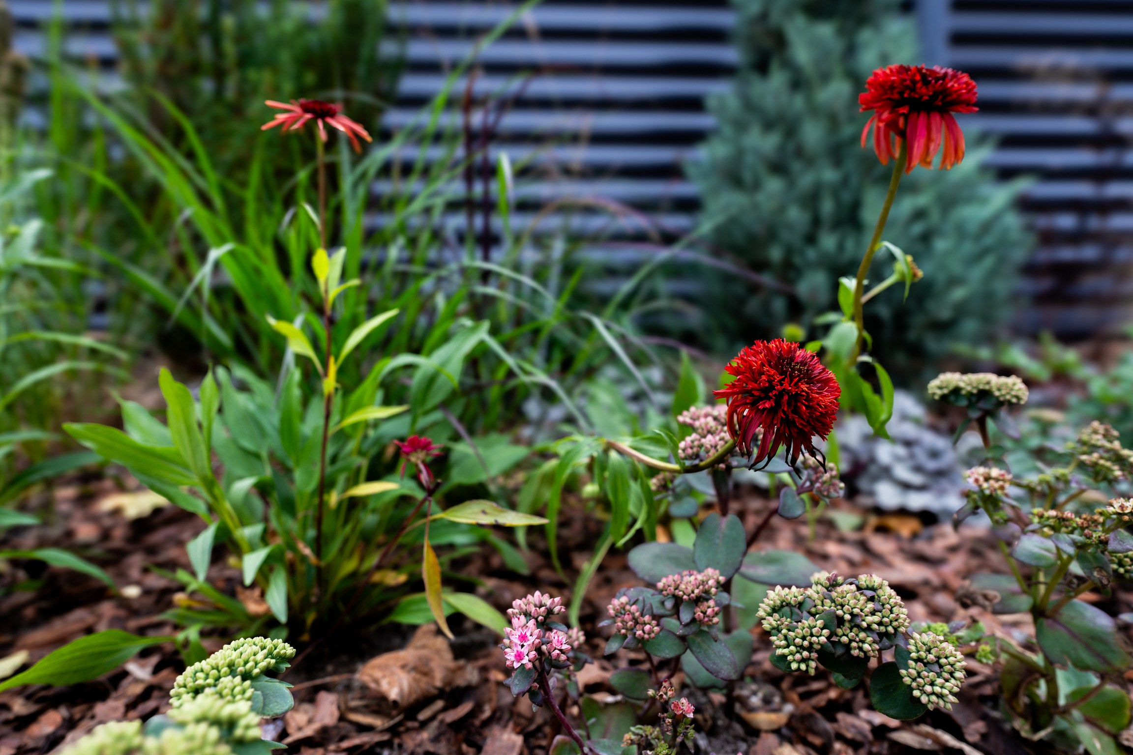 Сад «Эклектика». Студия ландшафтного дизайна в Москве. Love My Garden