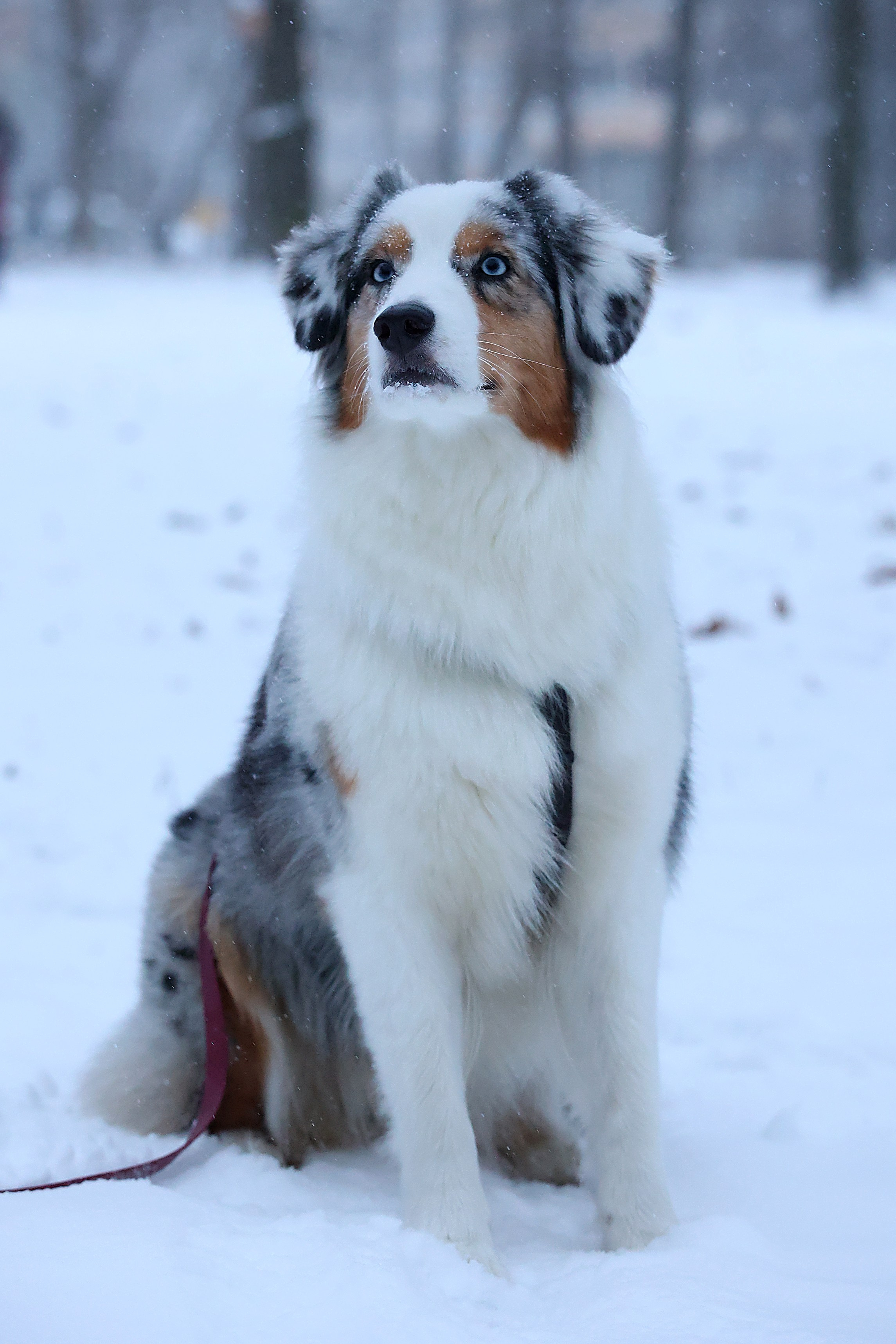 Анималистика