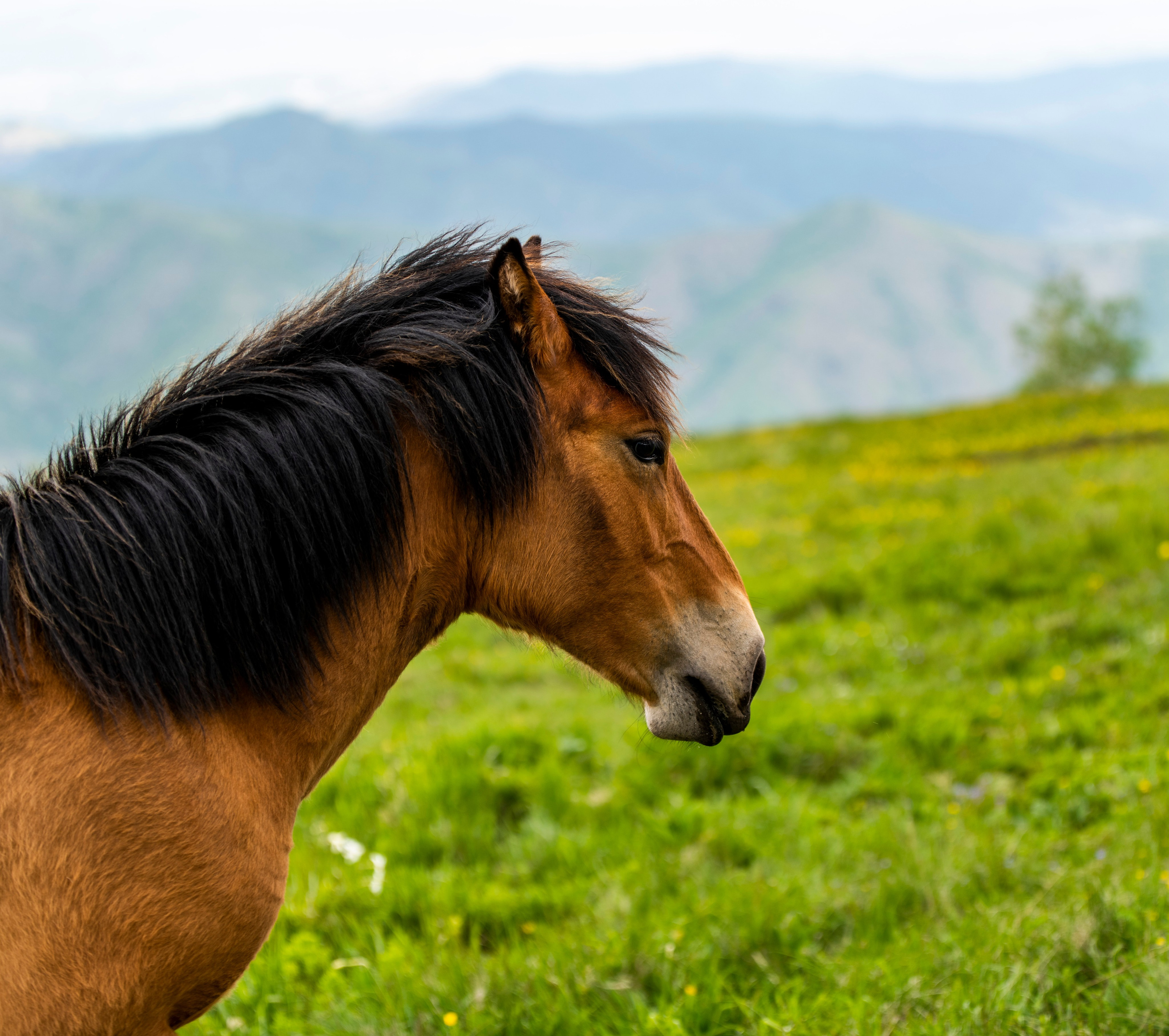Столови. Сербия. Фотограф в Москве. Шахабудин