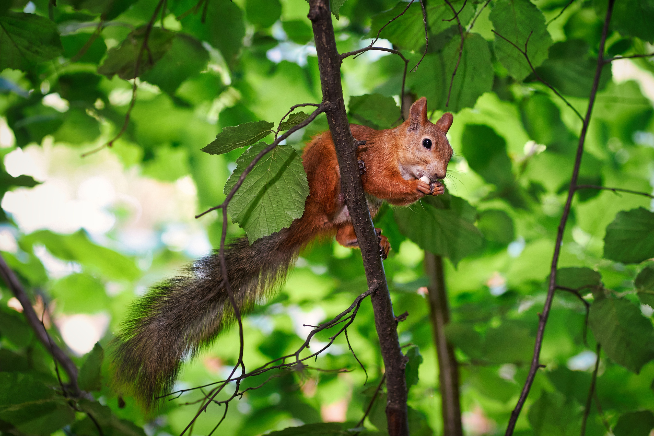 В парке имени М.Горького
