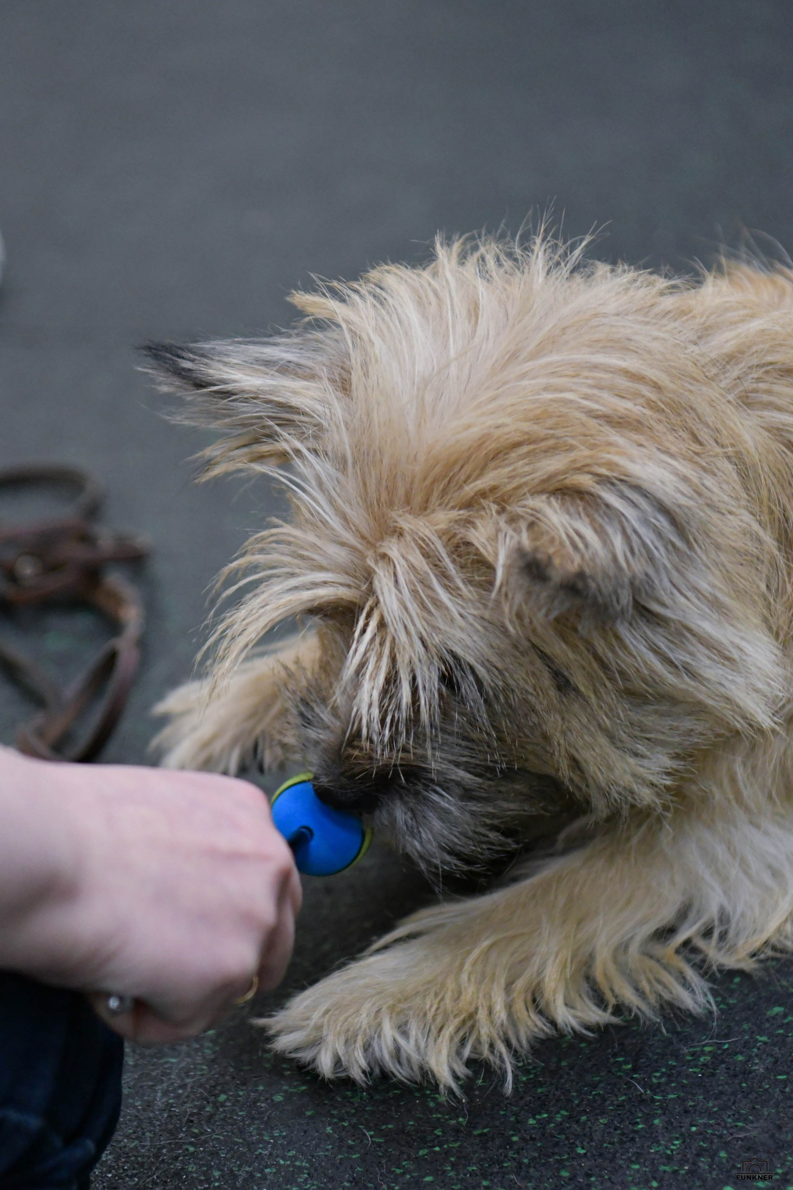 Кинологический клуб «Бодрый хвост». Свой взгляд через объектив