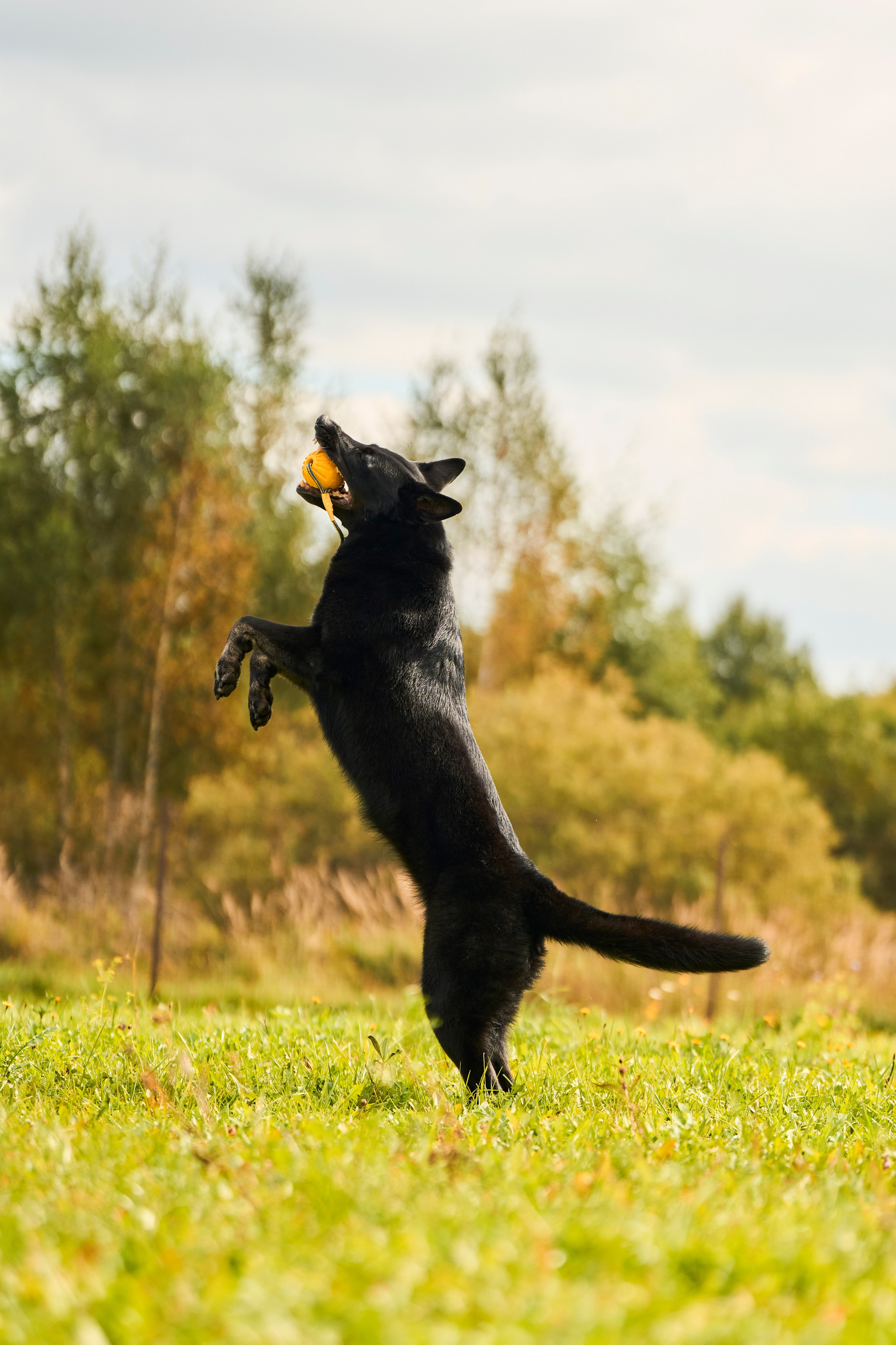 Фотосессия ваших питомцев. Женский и свадебный фотограф в Москве Елена Тараскина