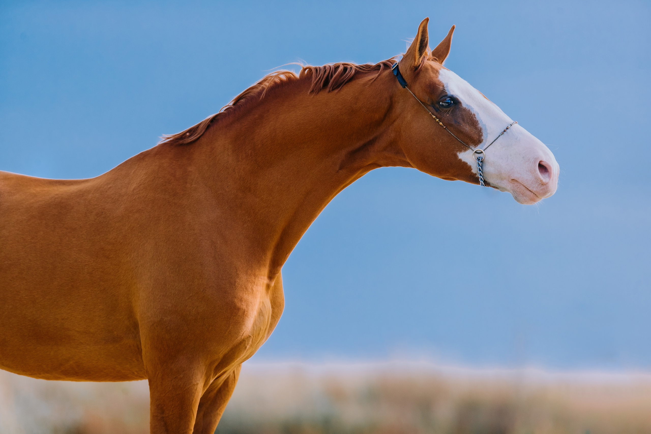 На природе. Фотограф-анималист Ксендзова Кристина