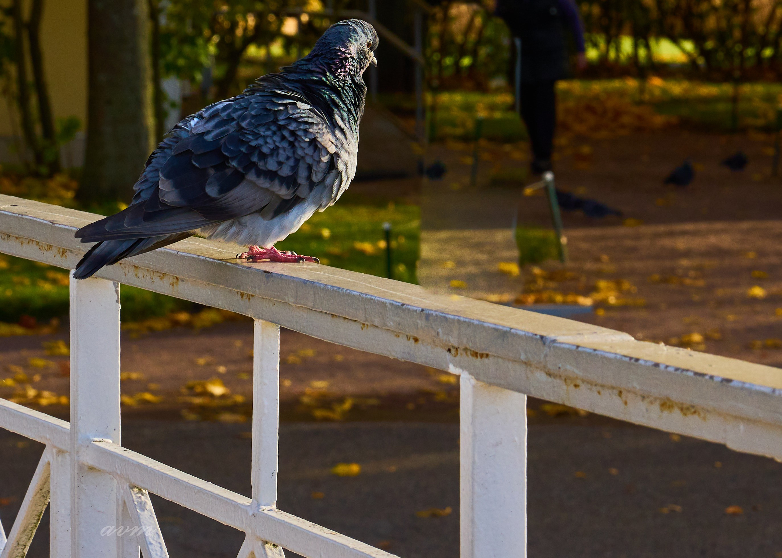 Петергоф. Фотограф Михеев Андрей