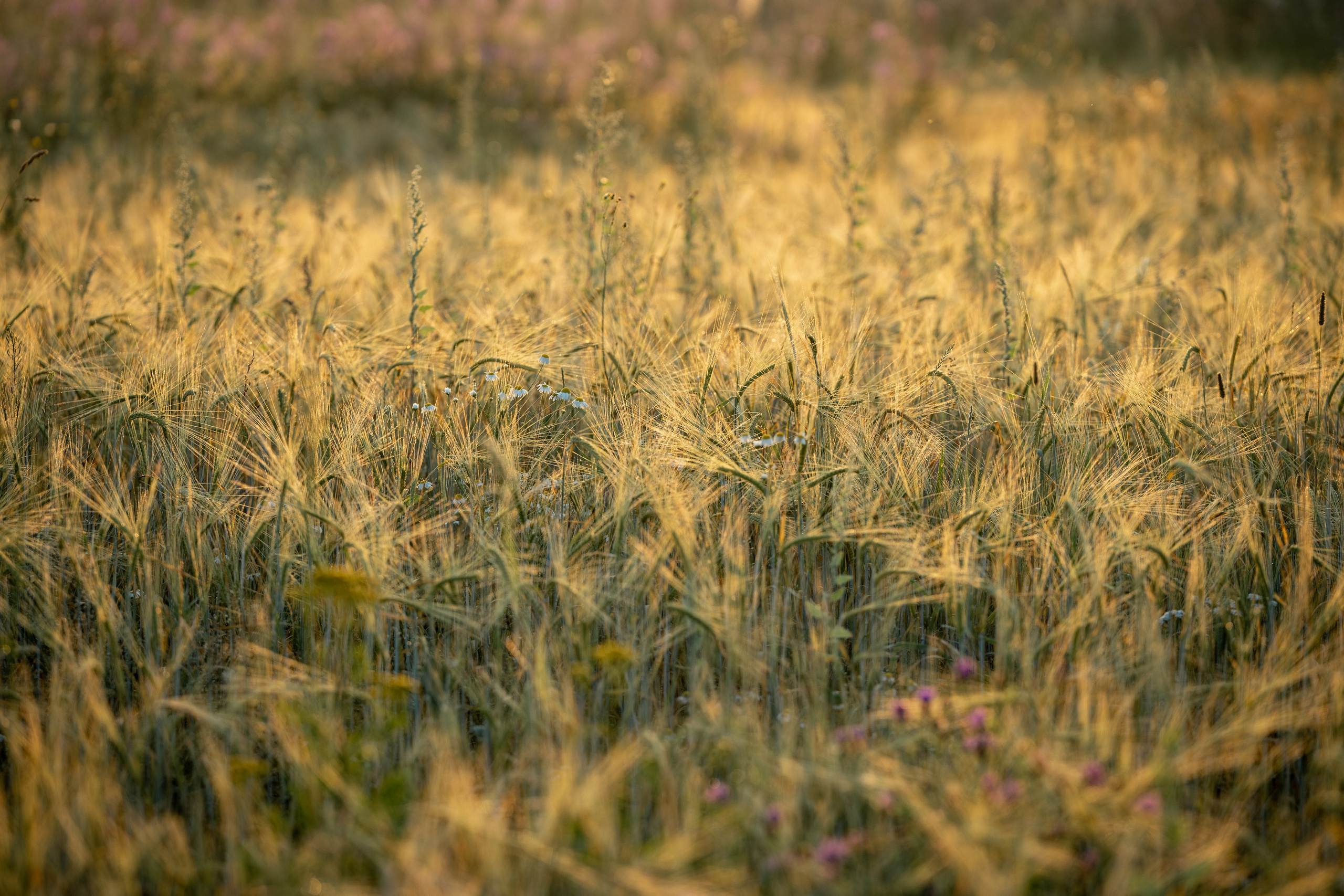Природные пейзажи. Наталия Клевинскас портретный фотограф в Костроме