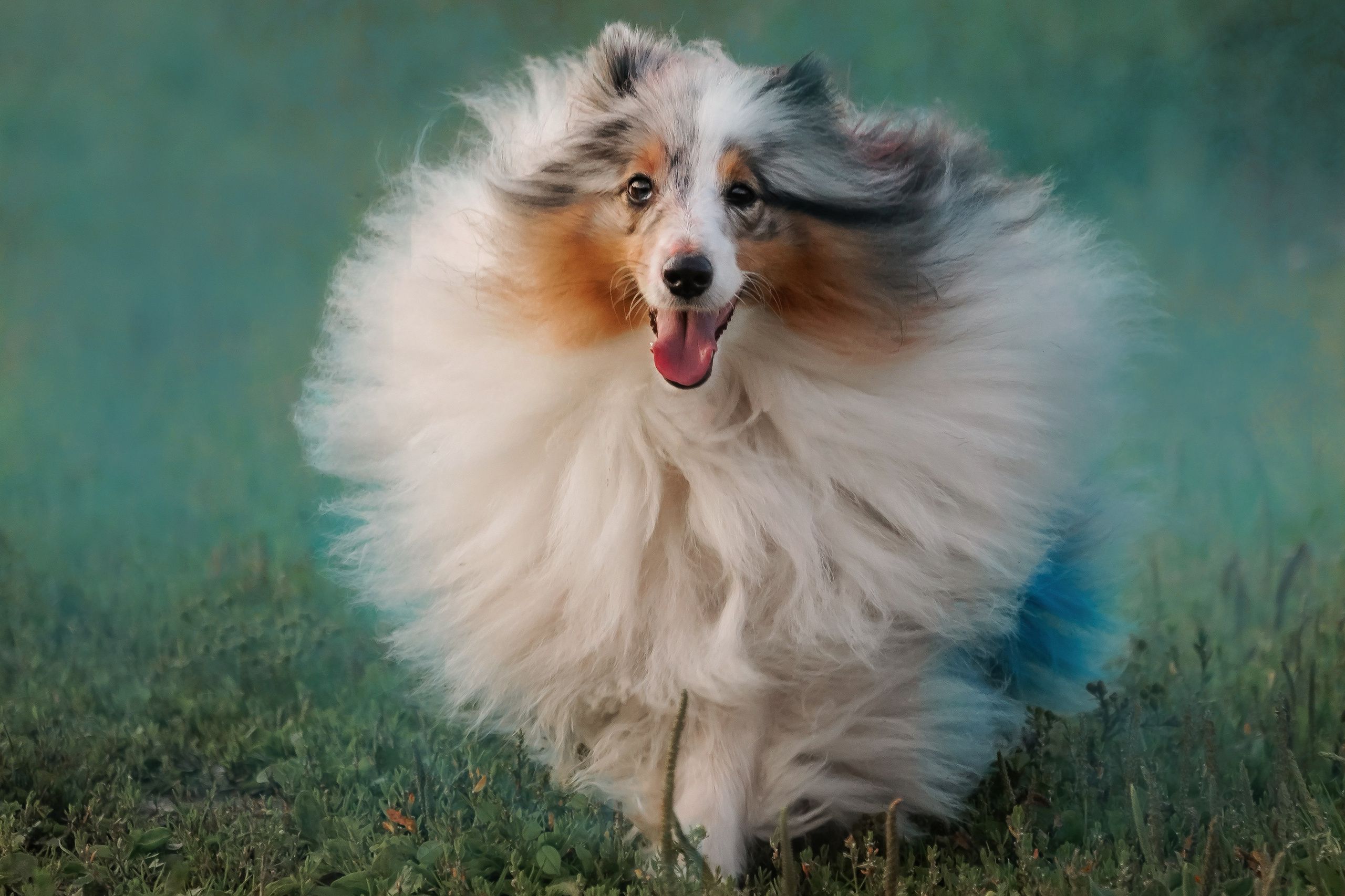 Итиль. Фотограф-анималист, портретный фотограф в Чебоксарах Мария Садыкова