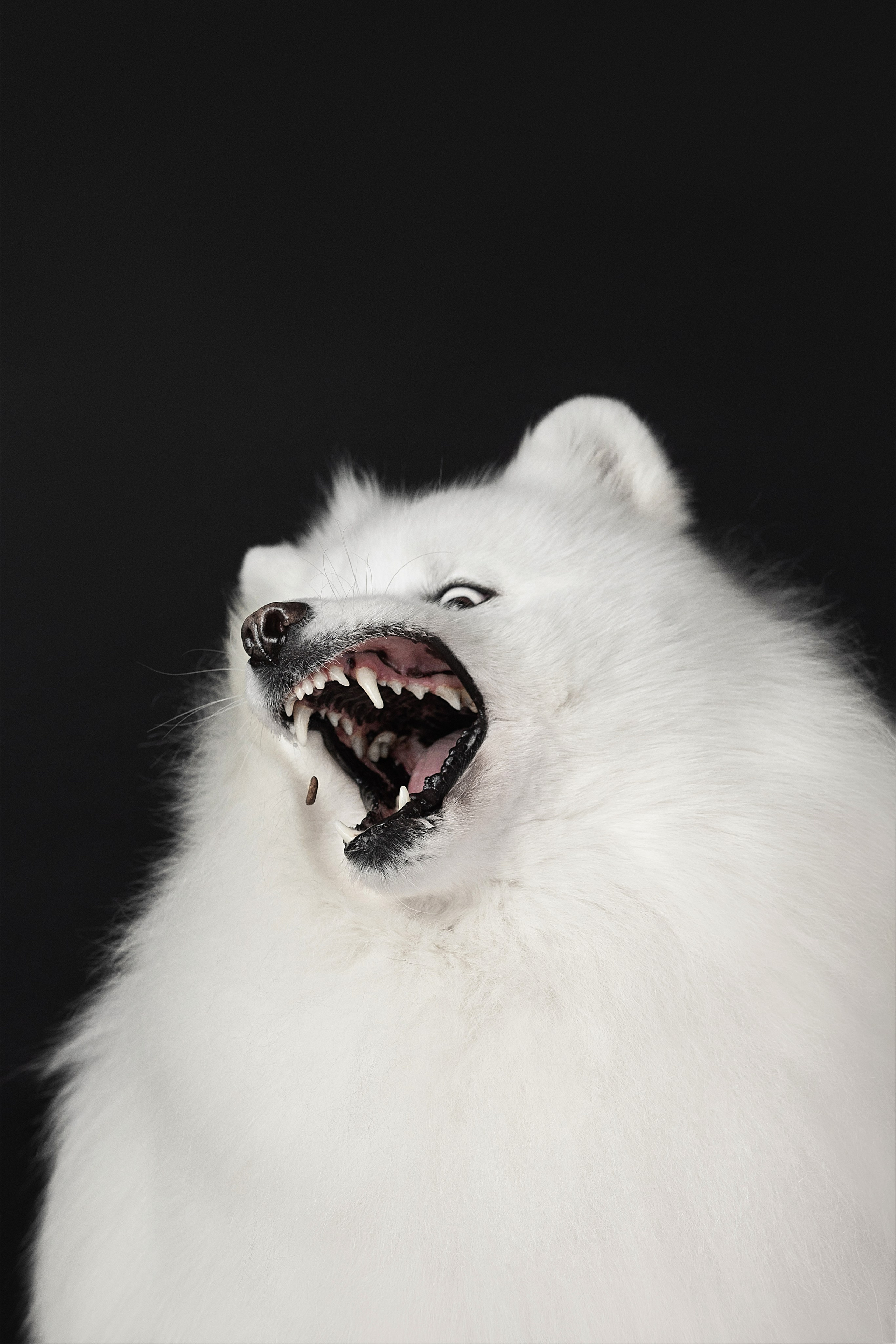 Студия, летающие вкусняшки. Фотограф анималист в Москве Майорова Евгения