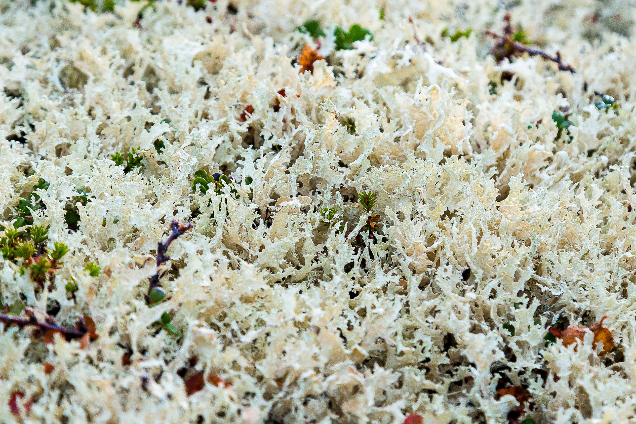 Мир растений. Пейзажи Крайнего Севера. Баренцево море, Рыбачий, Средний, Немецкий