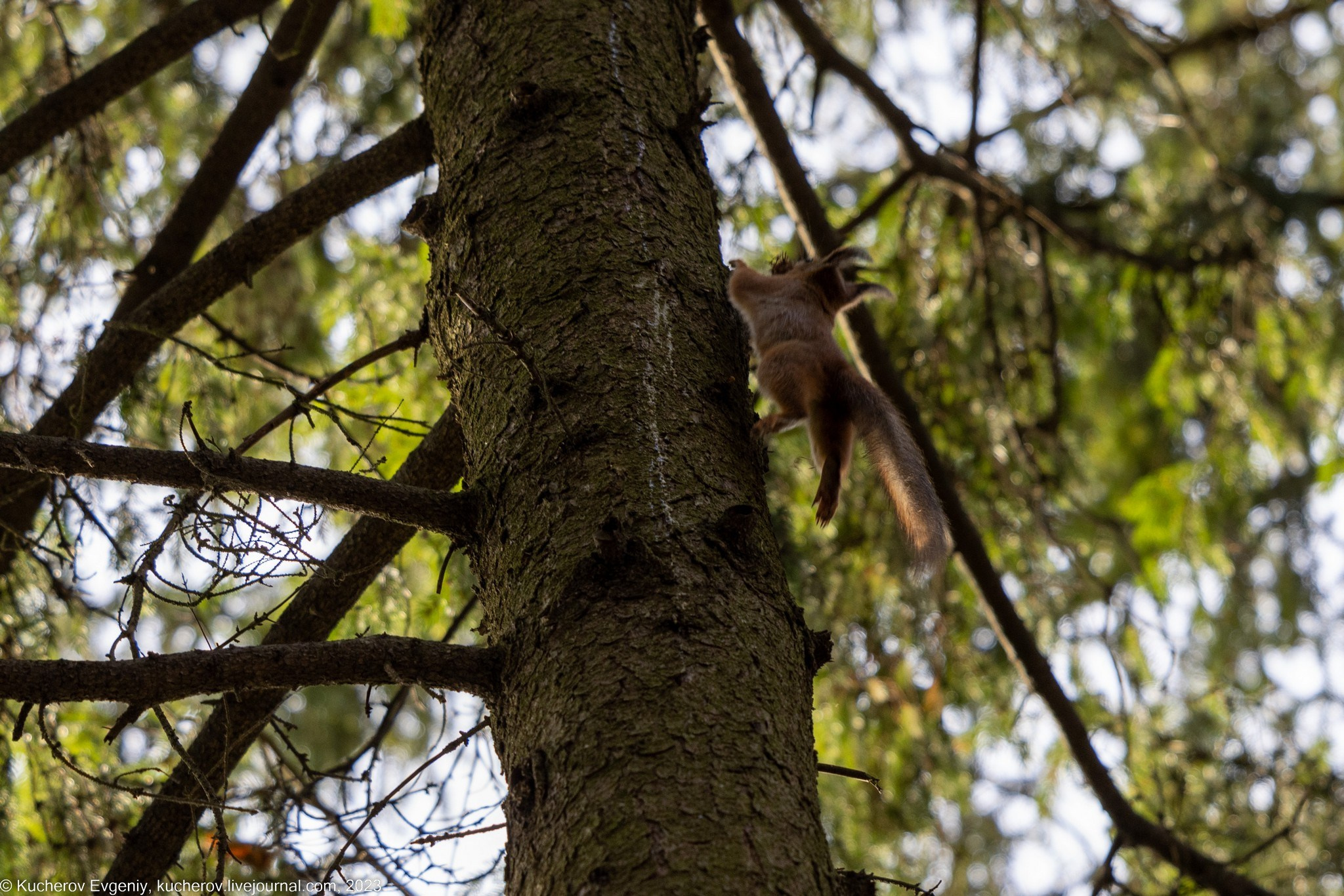 Белки. Кучеров Евгений. Фотограф