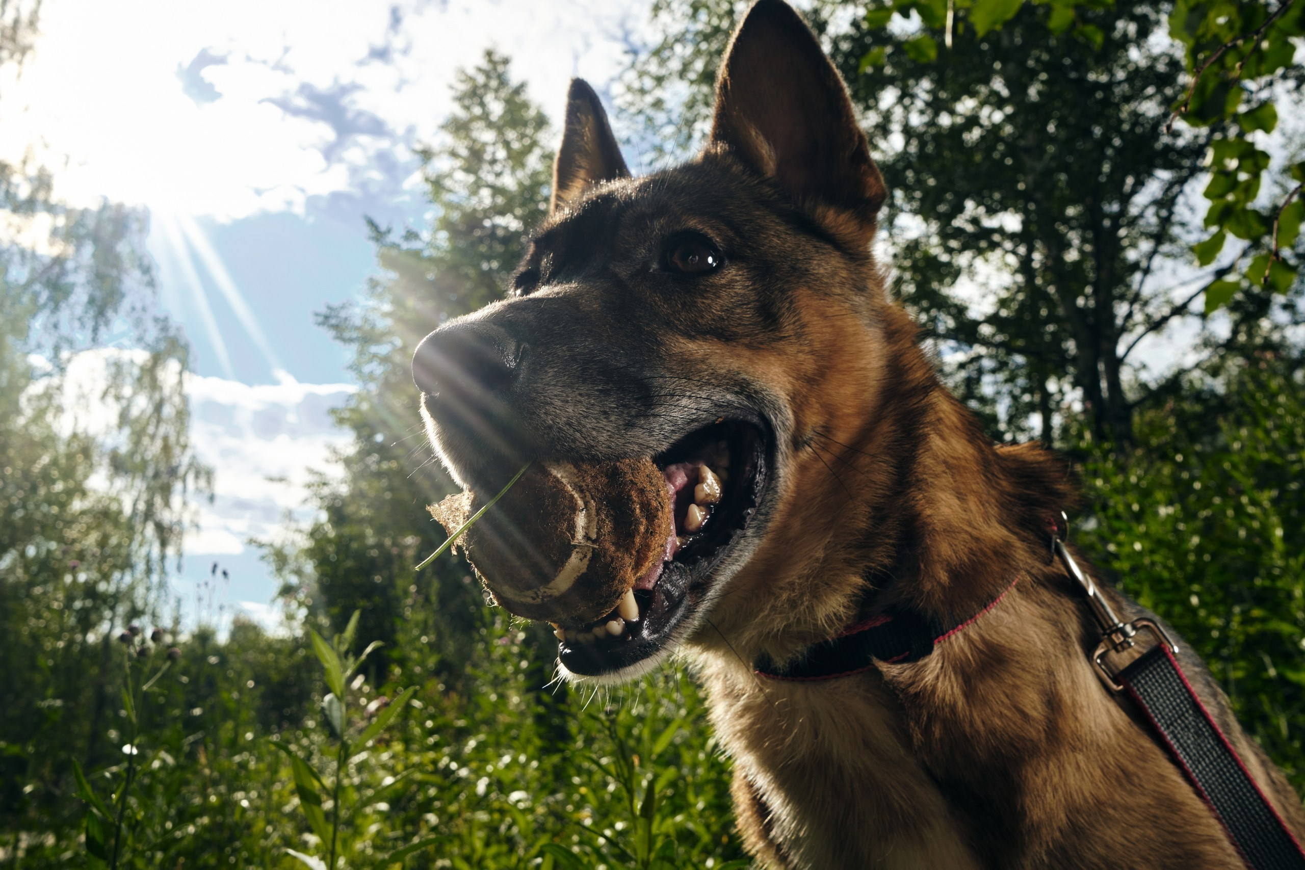 Фотосессия  для паши пса. Профессиональный фотограф в Москве — Максим Дьяконов