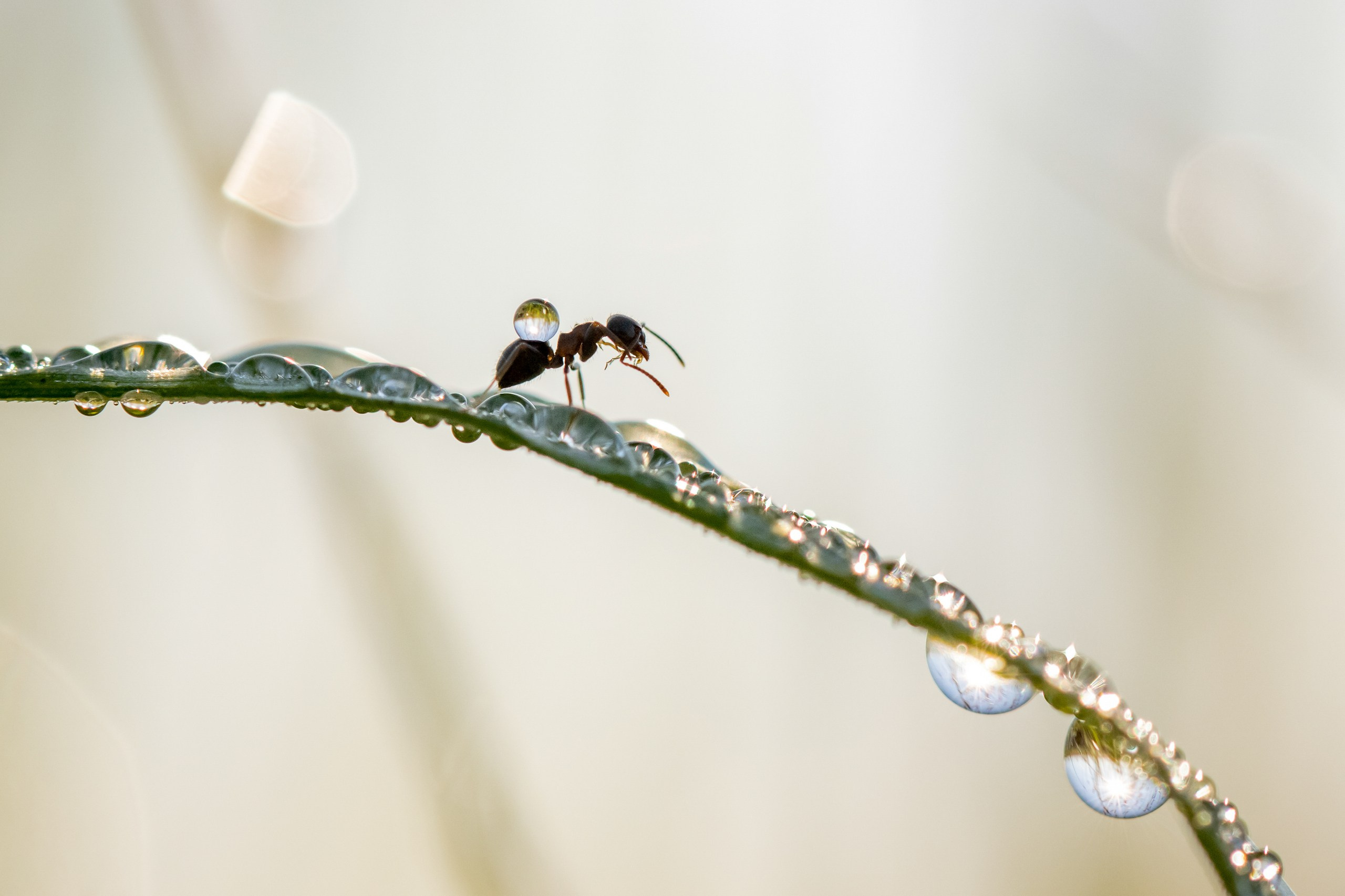 Макрофотосъёмка. Foto-Zuev фотография как искусство