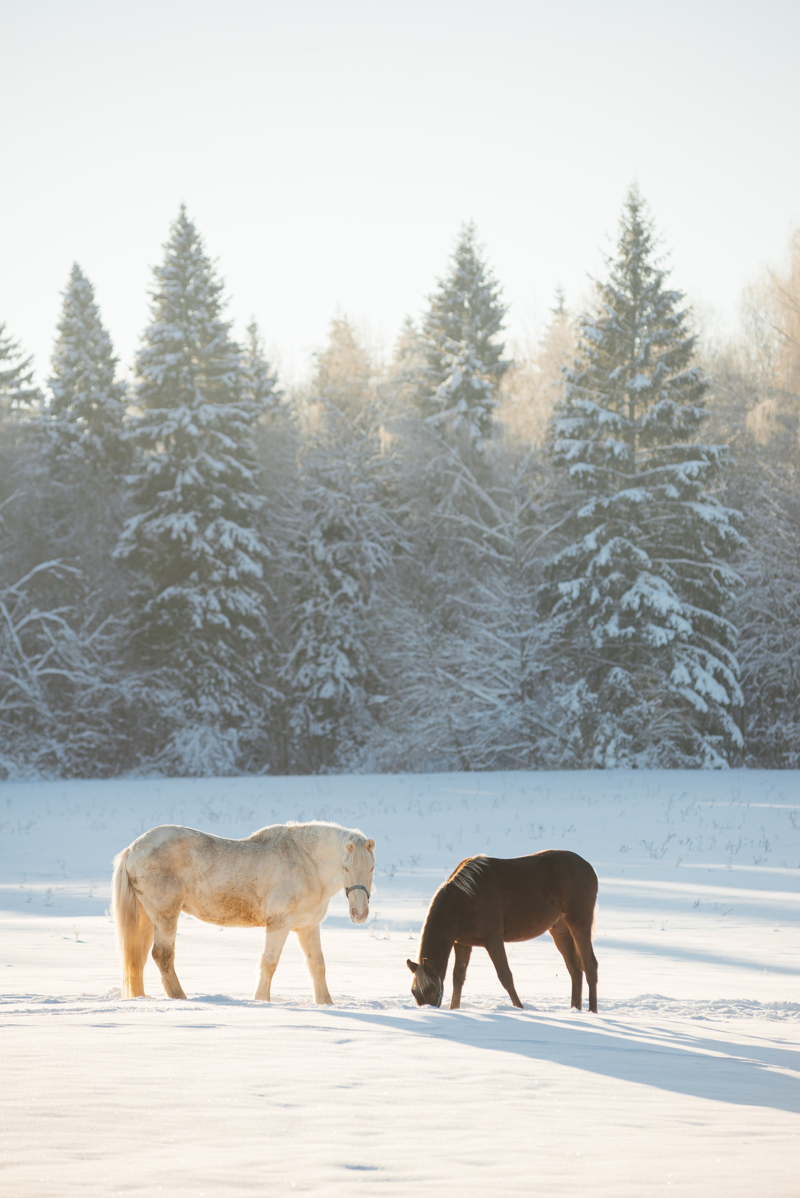Семейный фотограф Клубкова Мария. Поместье Клу