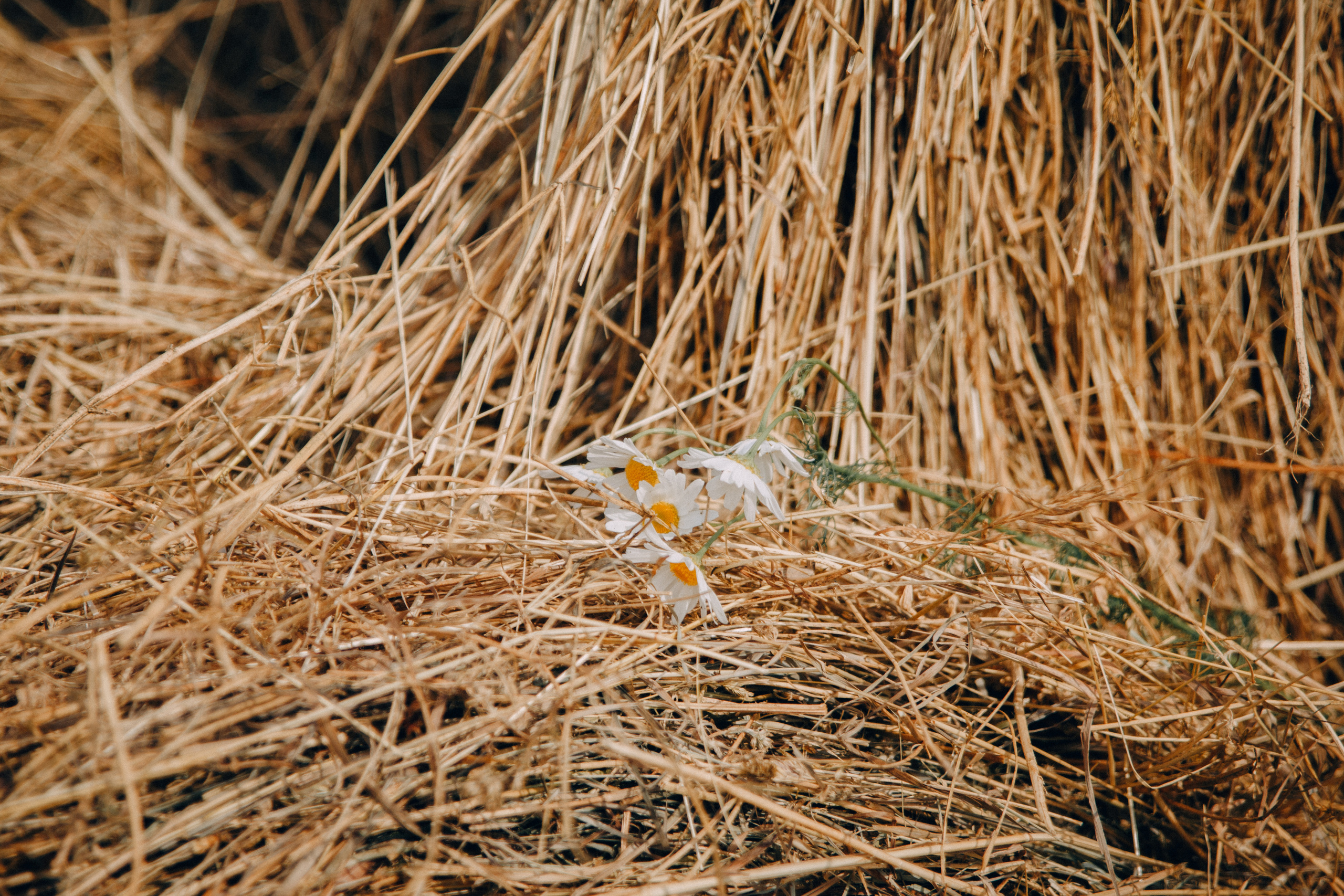 Семейная фотосессия Олеси с детьми. Семейный и женский фотограф в Красноярске Алёна Барковская