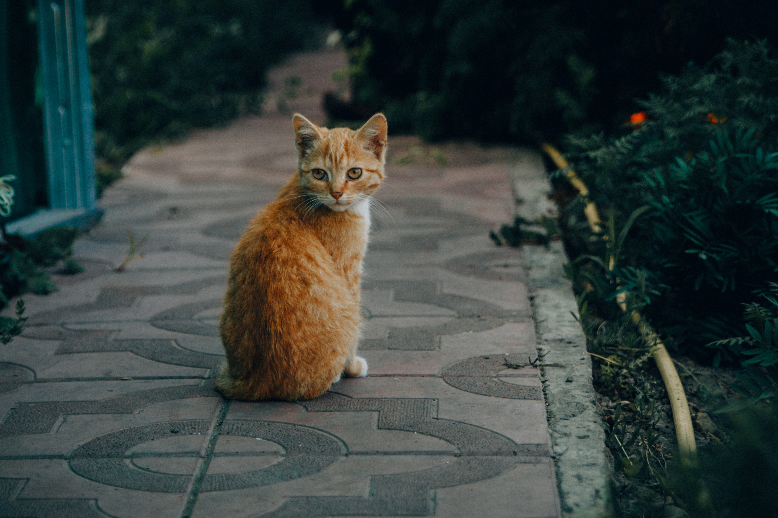 Семейная фотосессия Олеси с детьми. Семейный и женский фотограф в Красноярске Алёна Барковская