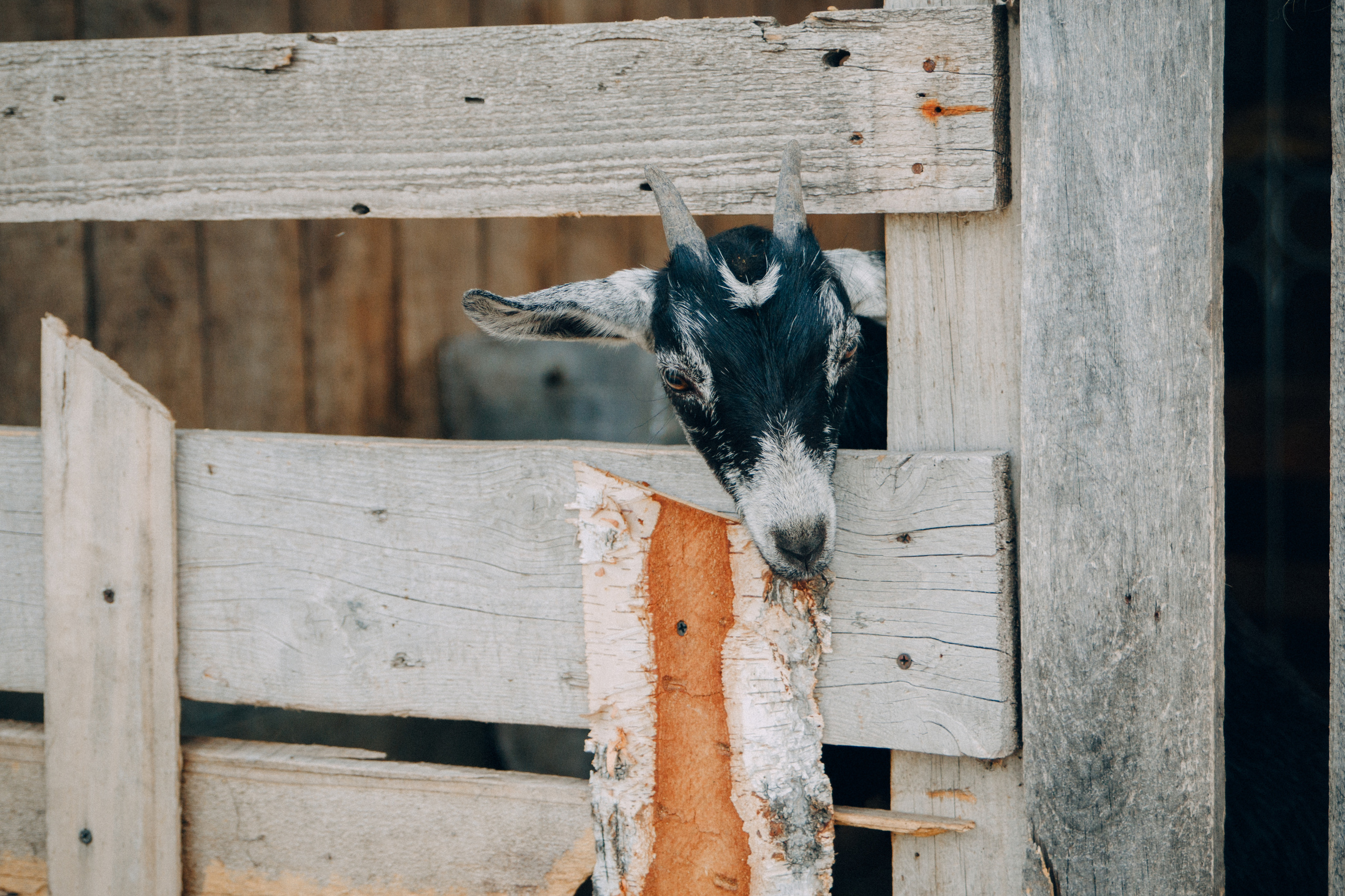 Семейная фотосессия Олеси с детьми. Семейный и женский фотограф в Красноярске Алёна Барковская