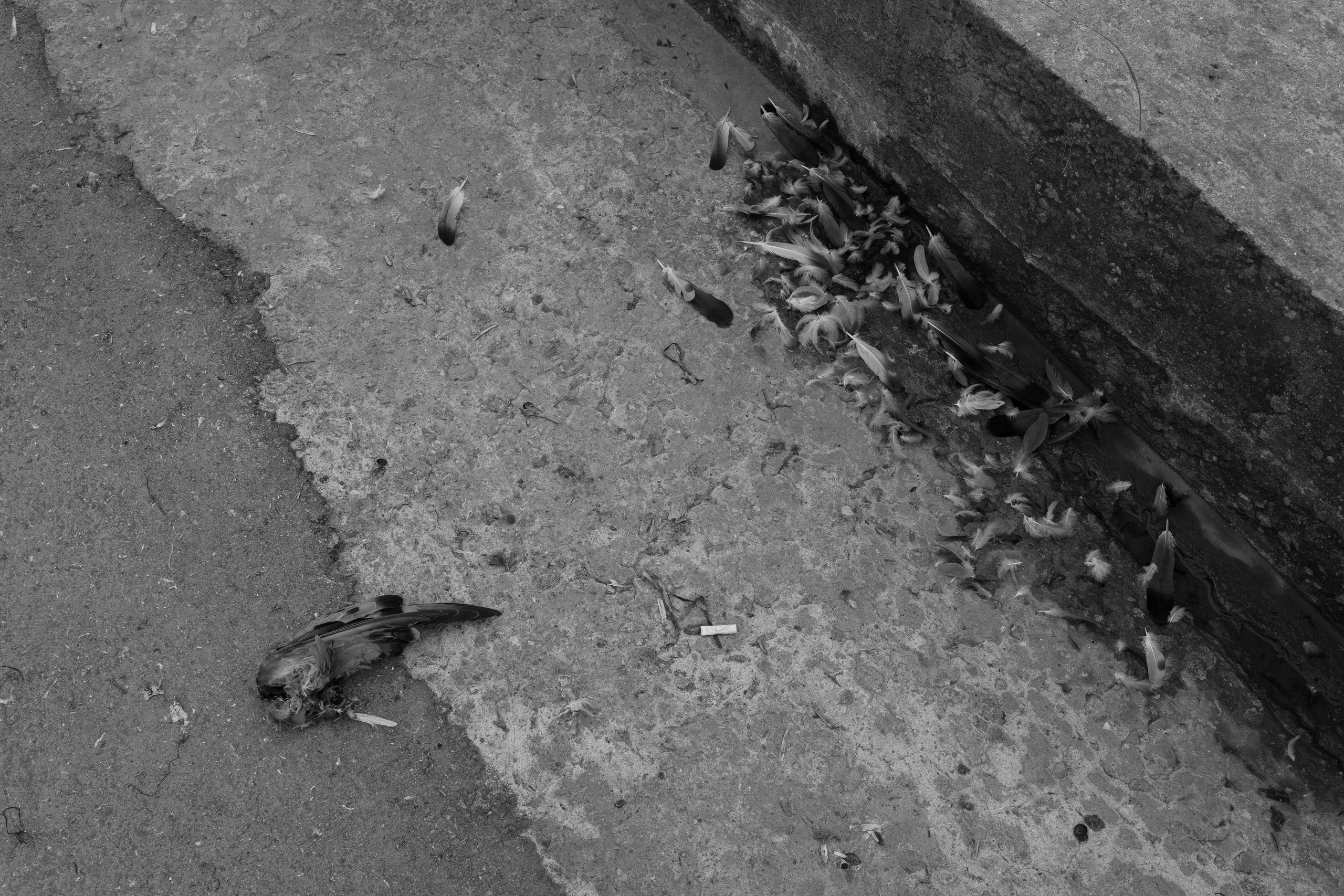 Полина Трель