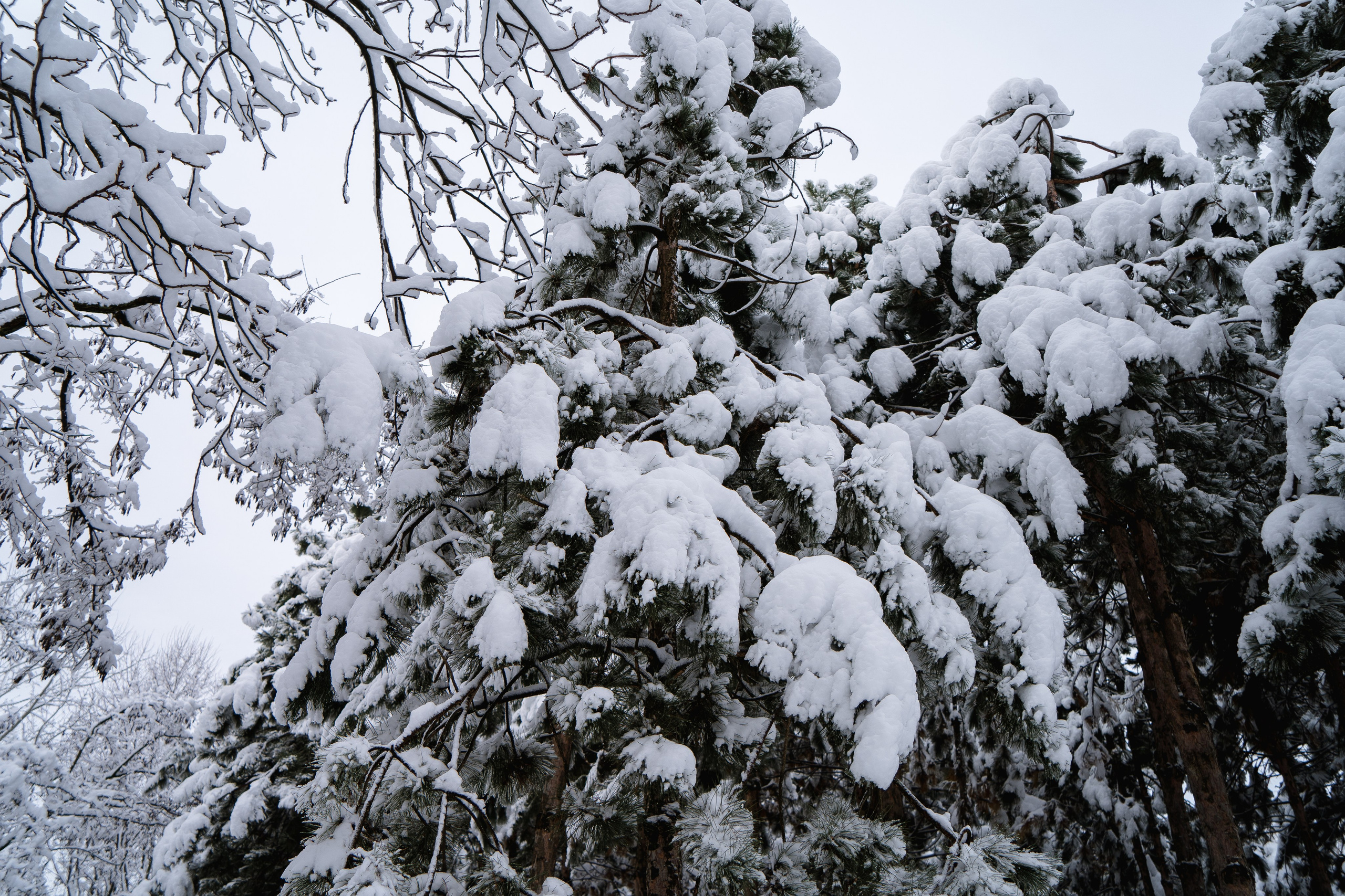 Зима 2024. Свадебный и семейный фотограф/видеограф в Краснодаре Наталья Осинская