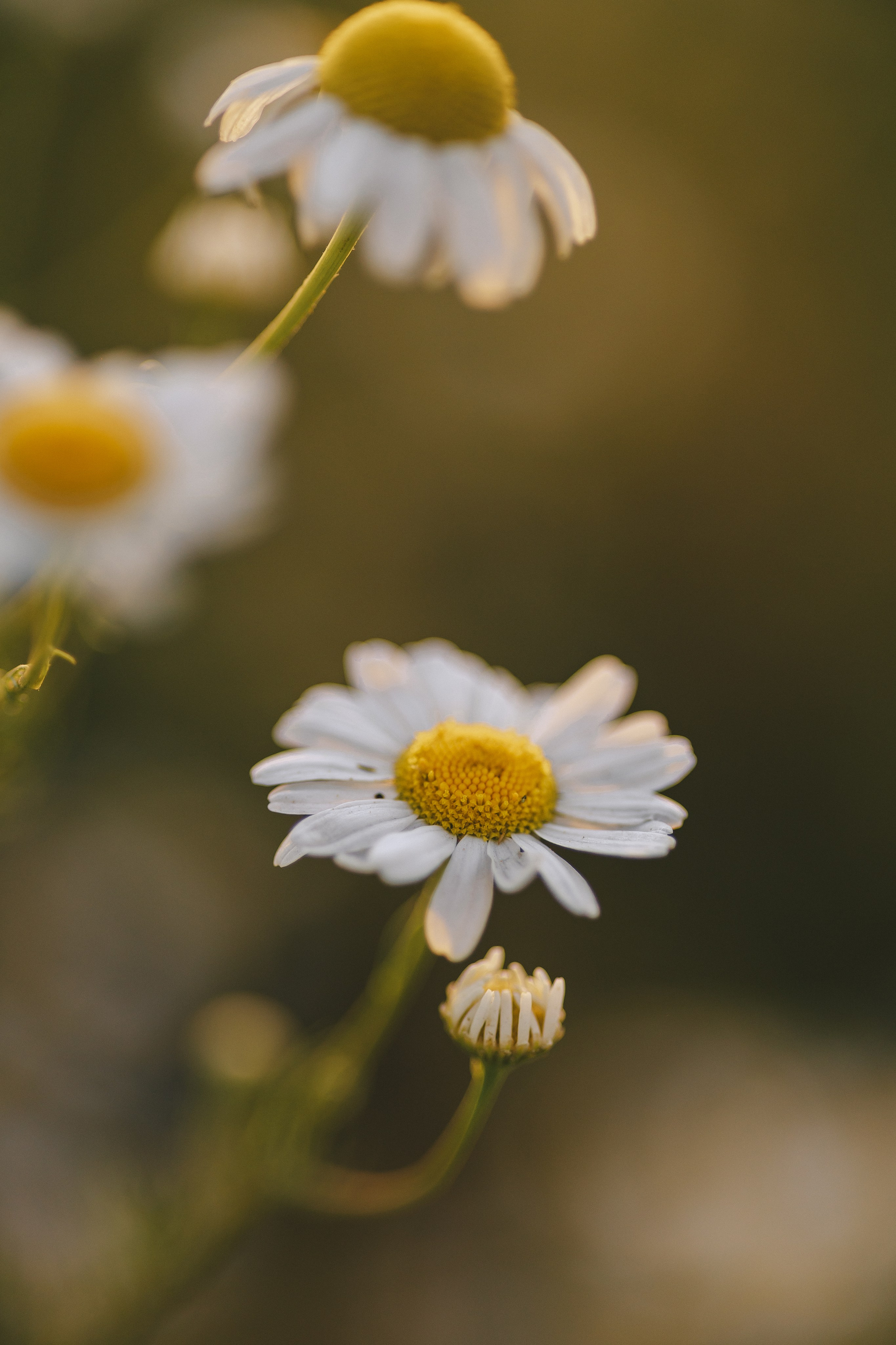 Аня. Фотограф Таганрог Любимая Надя