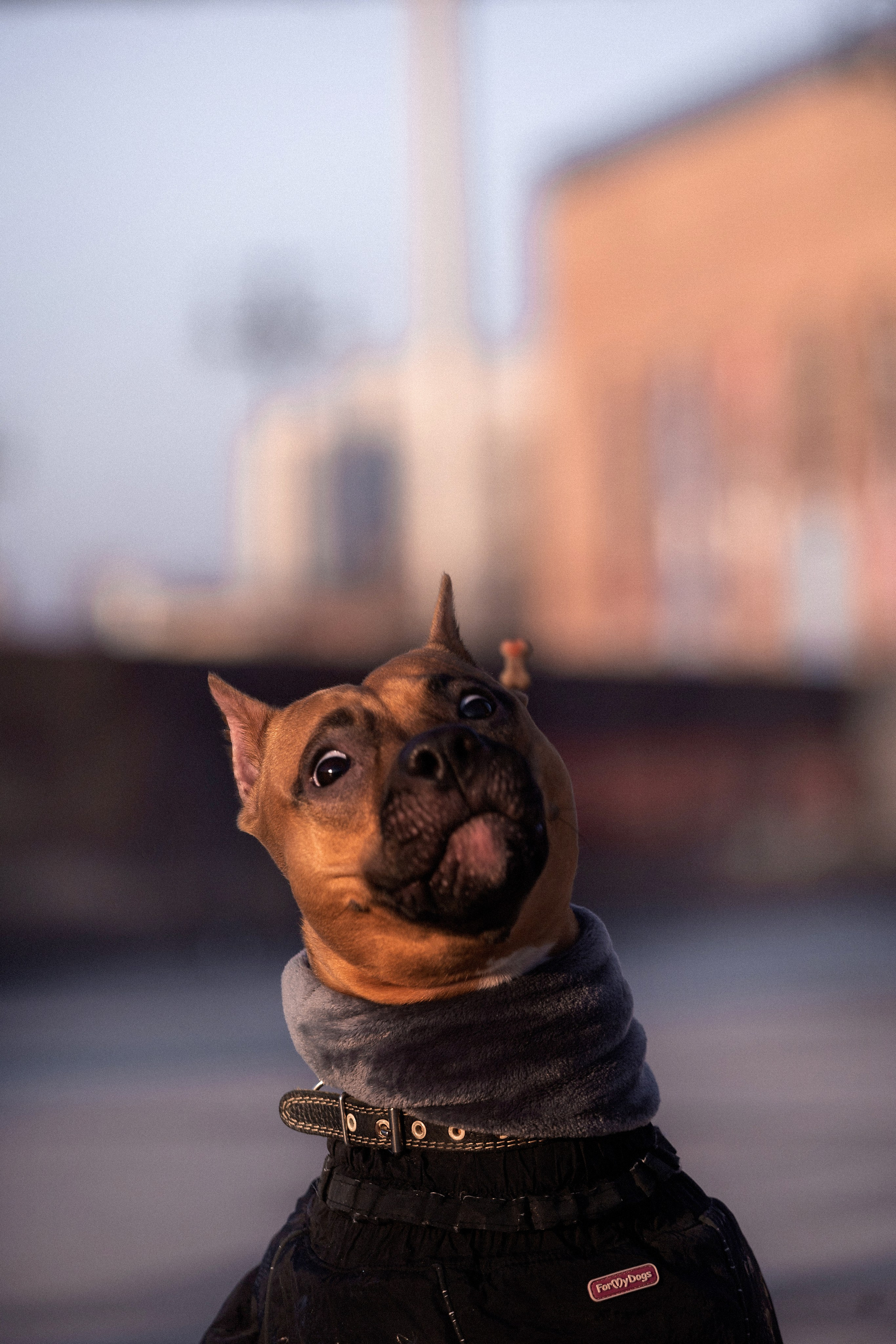 Арина и Стэфи. Фотограф — анималист Владивосток, Алина