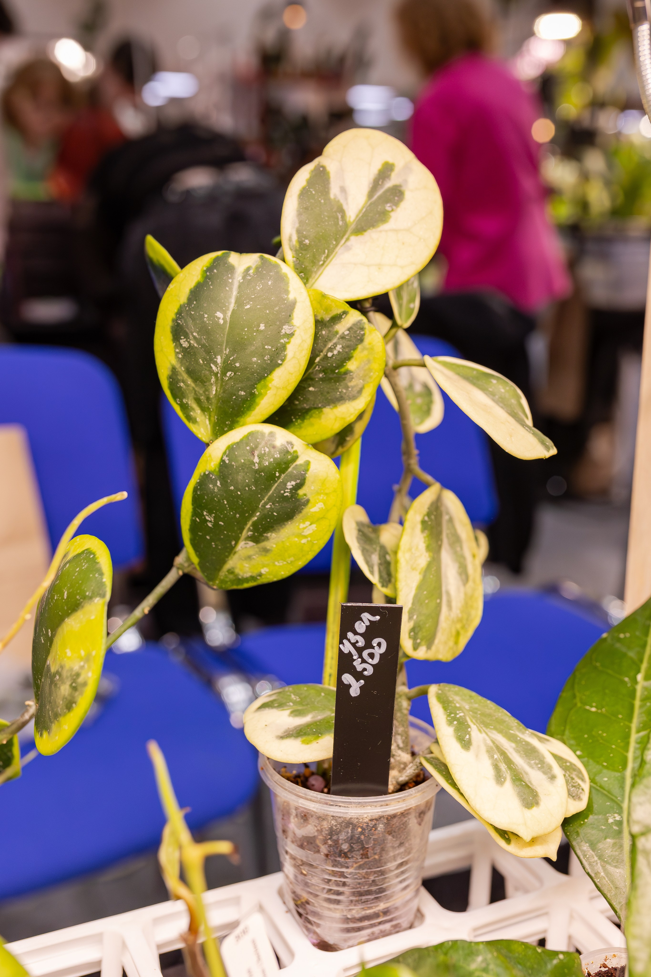 Монстериум апрель 2026. Александра Куликова фотограф, Москва