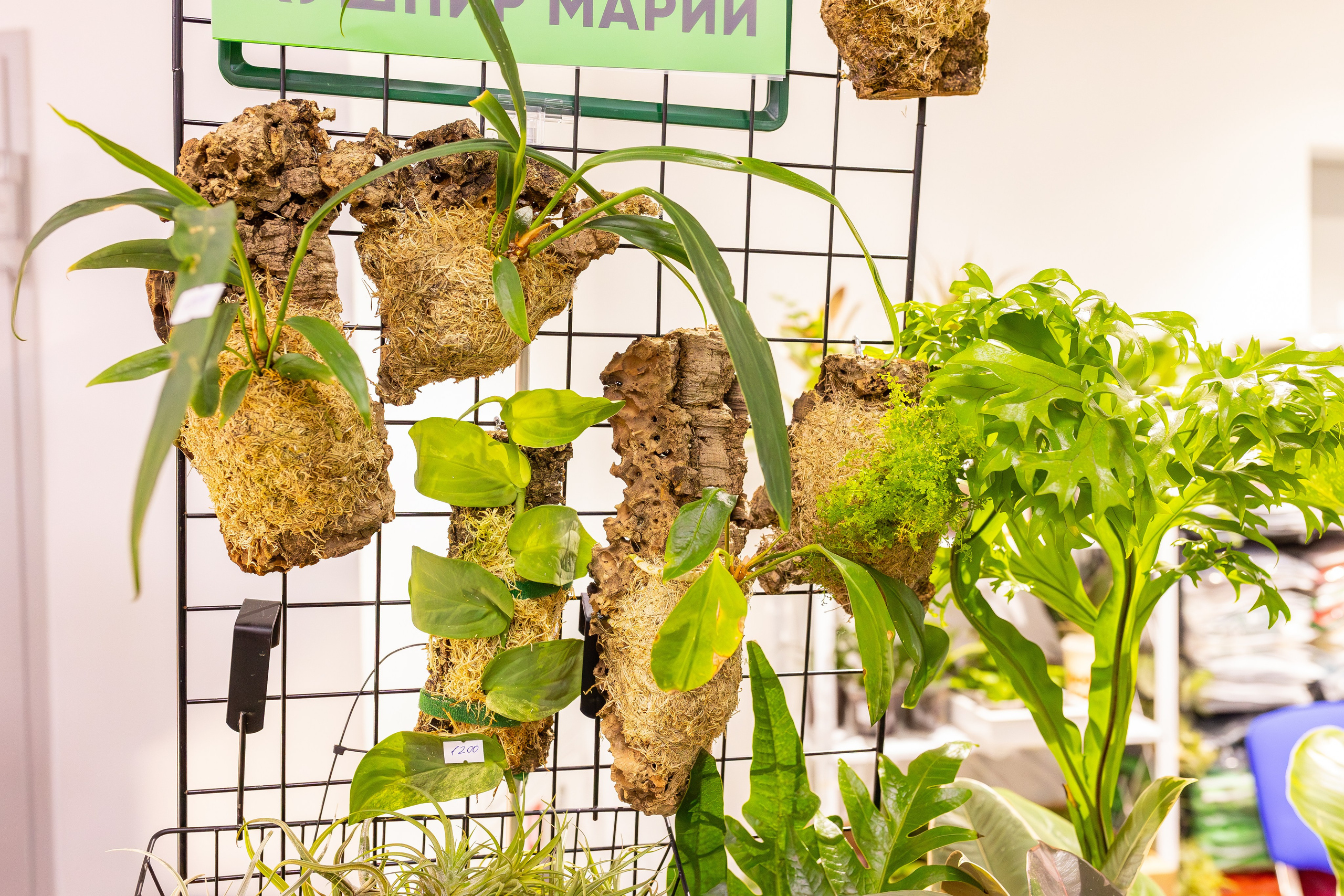 Монстериум апрель 2026. Александра Куликова фотограф, Москва