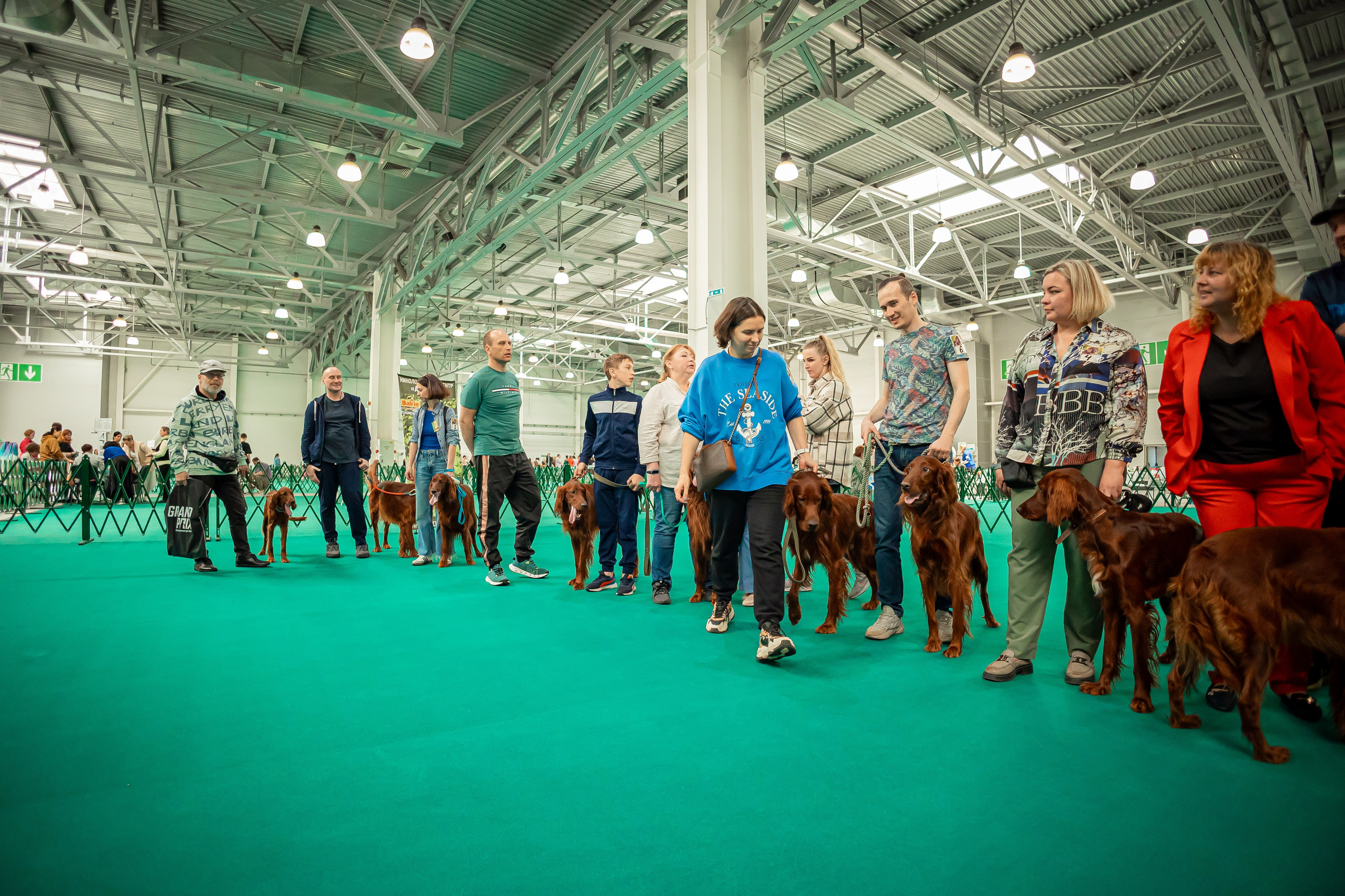 Выставка сеттеров 19.05.24