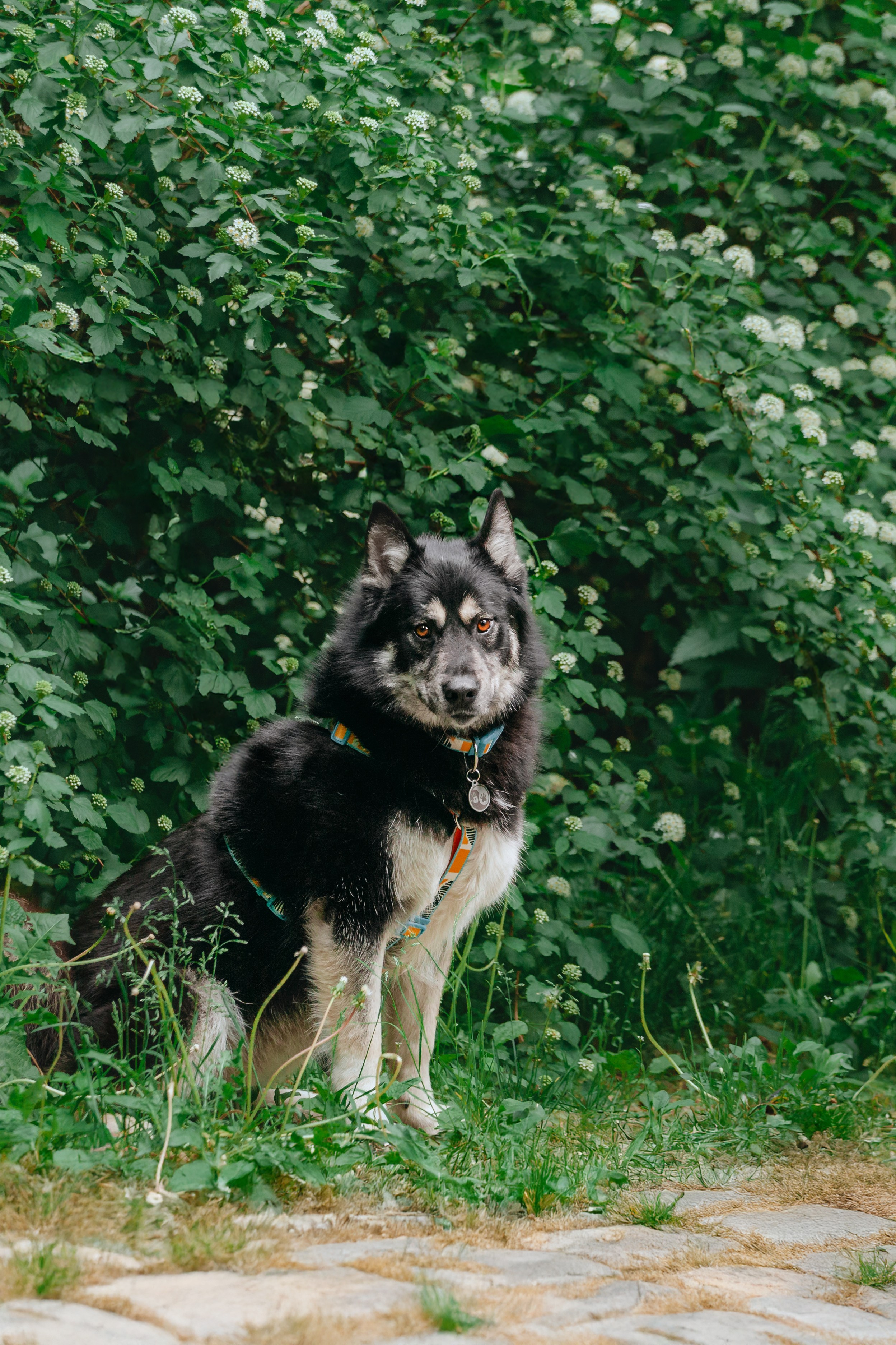 Собаки из приюта Дубовая роща лето 2025. Фотограф-анималист Татьяна Степанова