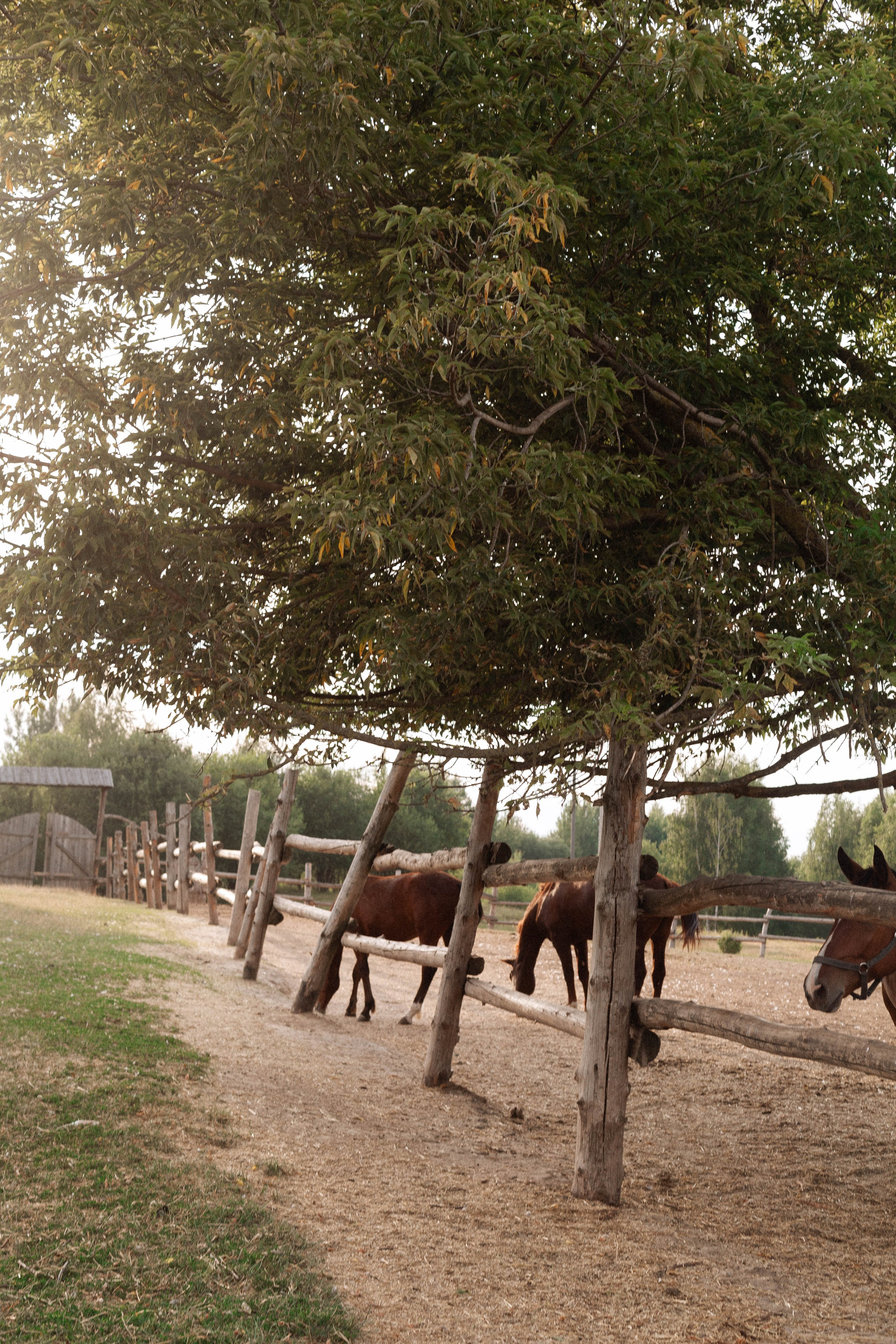 Годик Нине. Свадебный и портретный фотограф Соломко Диана