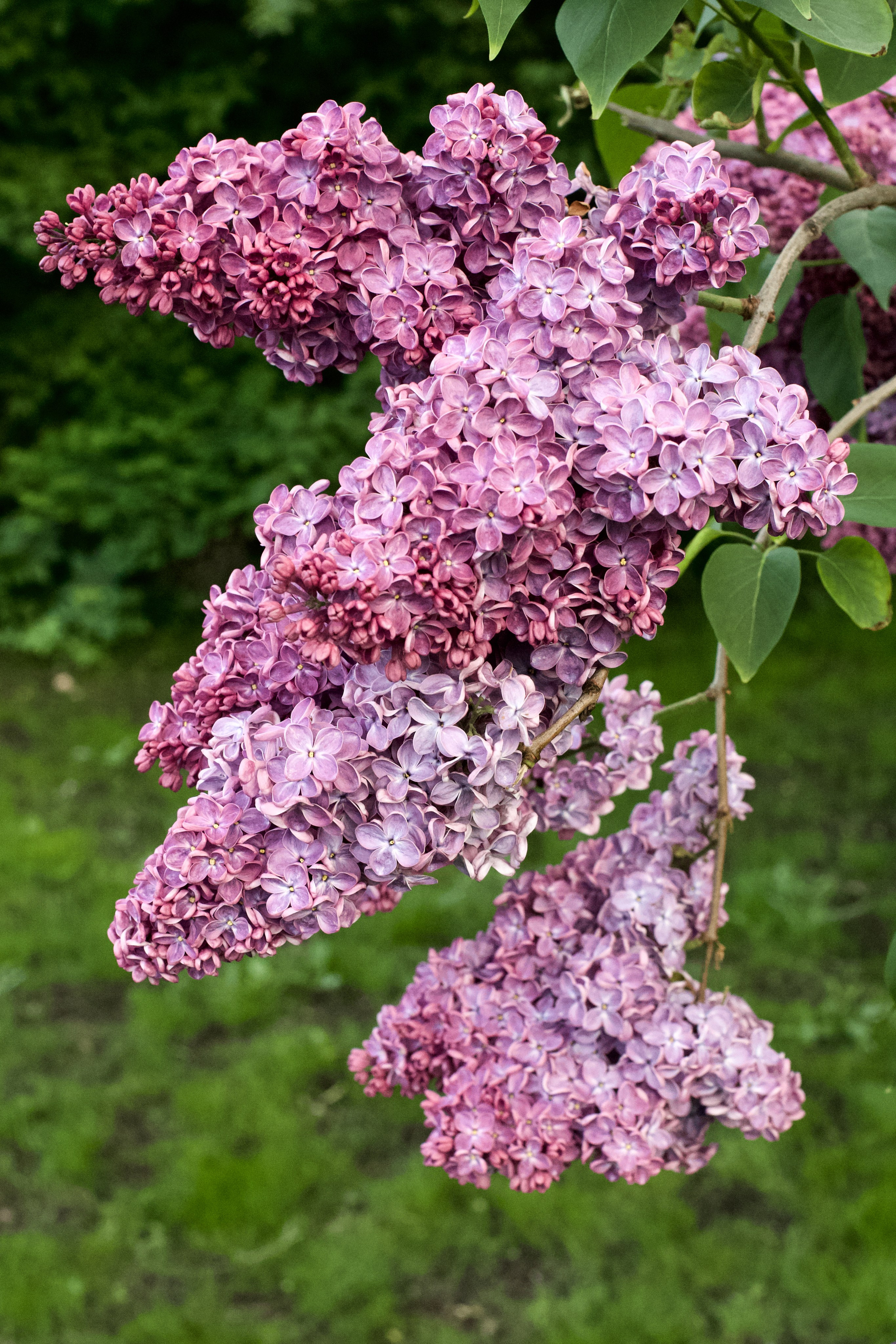 Чудесная природа. Школьные выпускные альбомы в Москве Марина Николаева